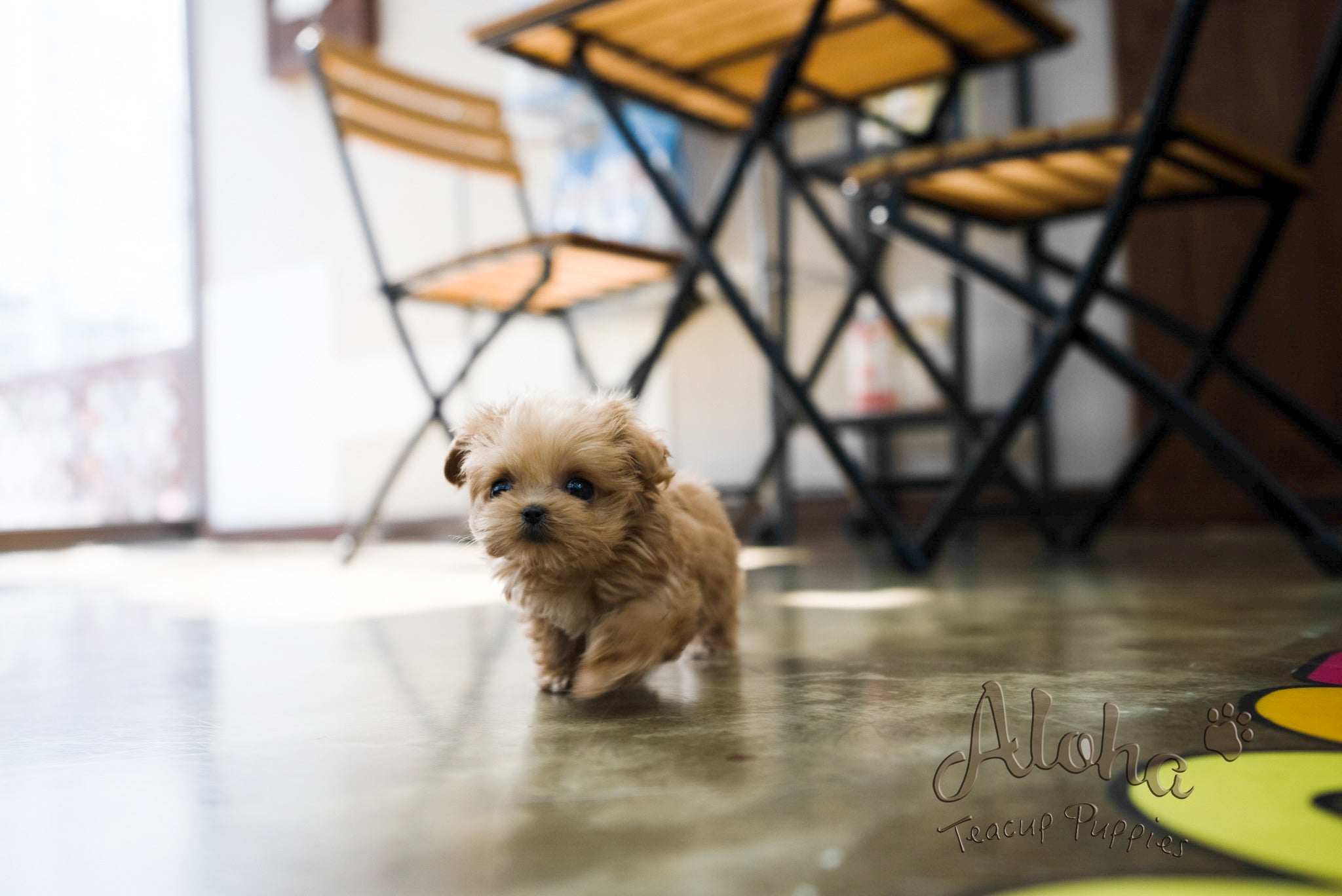 Luna [TEACUP MALTIPOO]