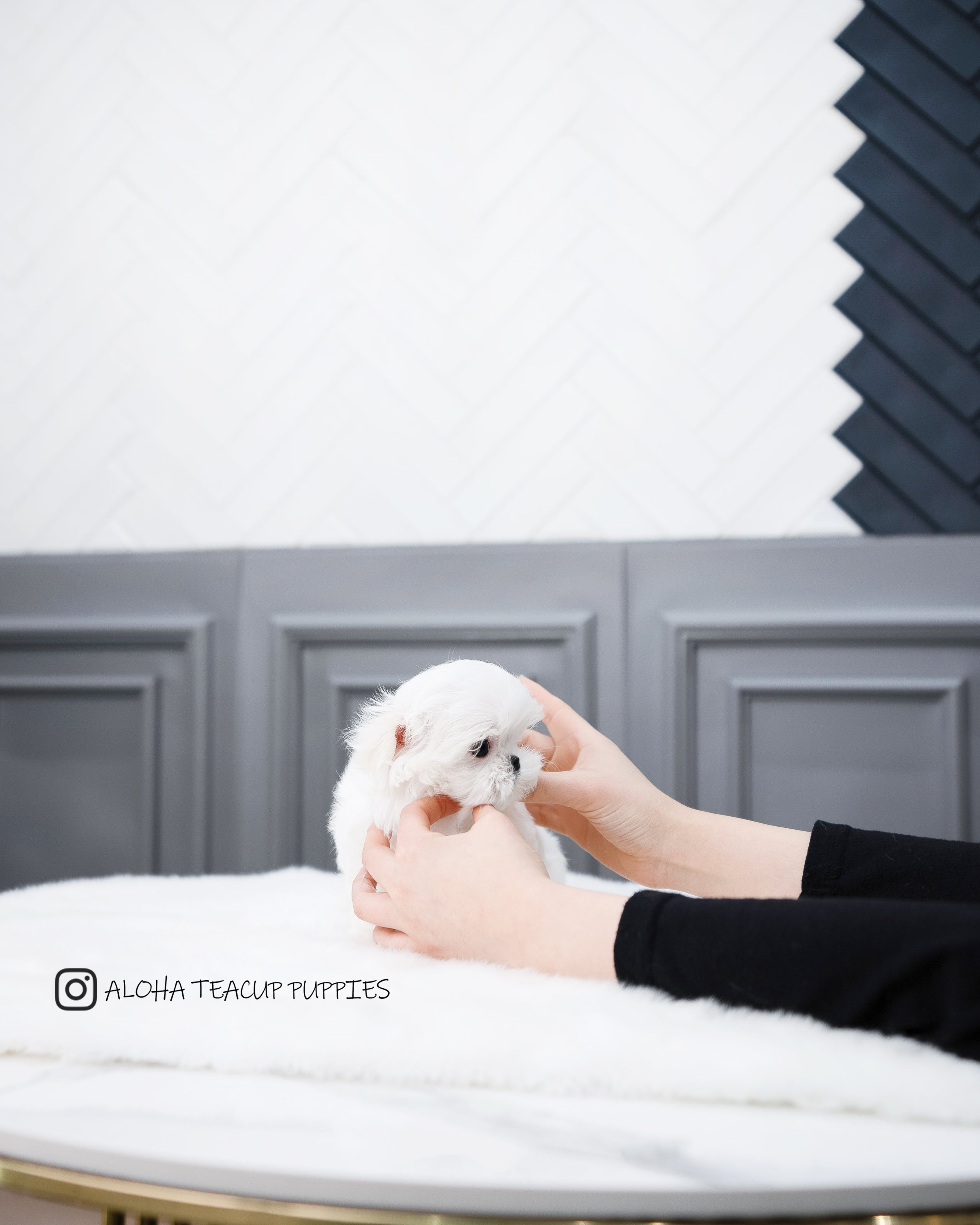Willy [TEACUP MALTESE]