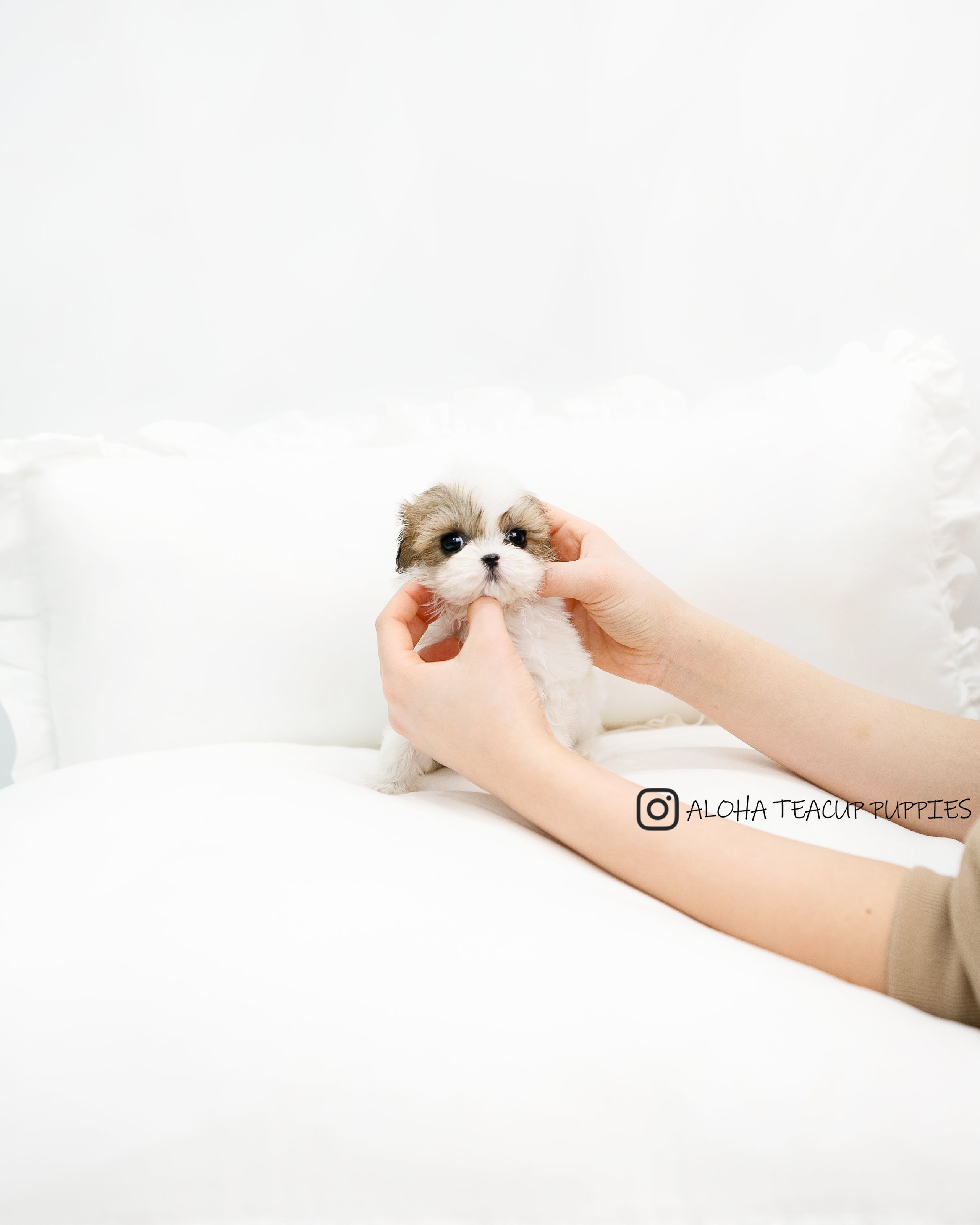 Susan [TEACUP MALTIPOO]