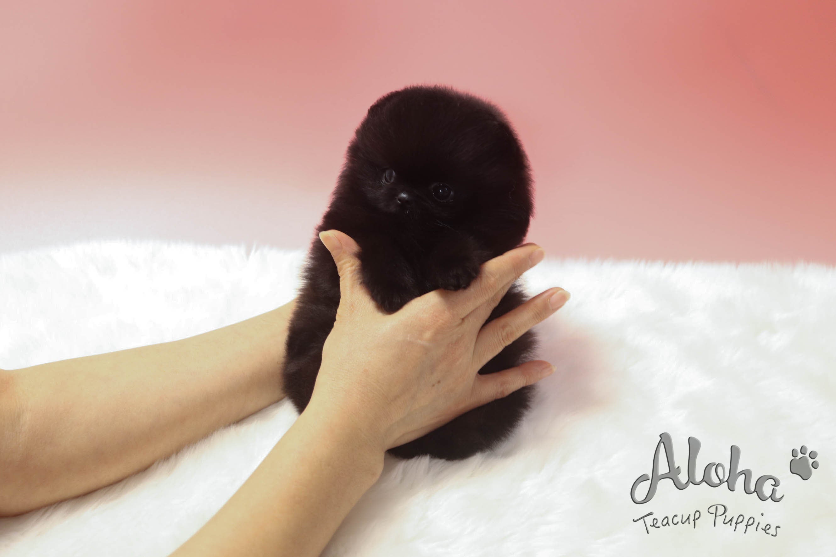 Sold to Stefan, Holly [TEACUP POMERANIAN]