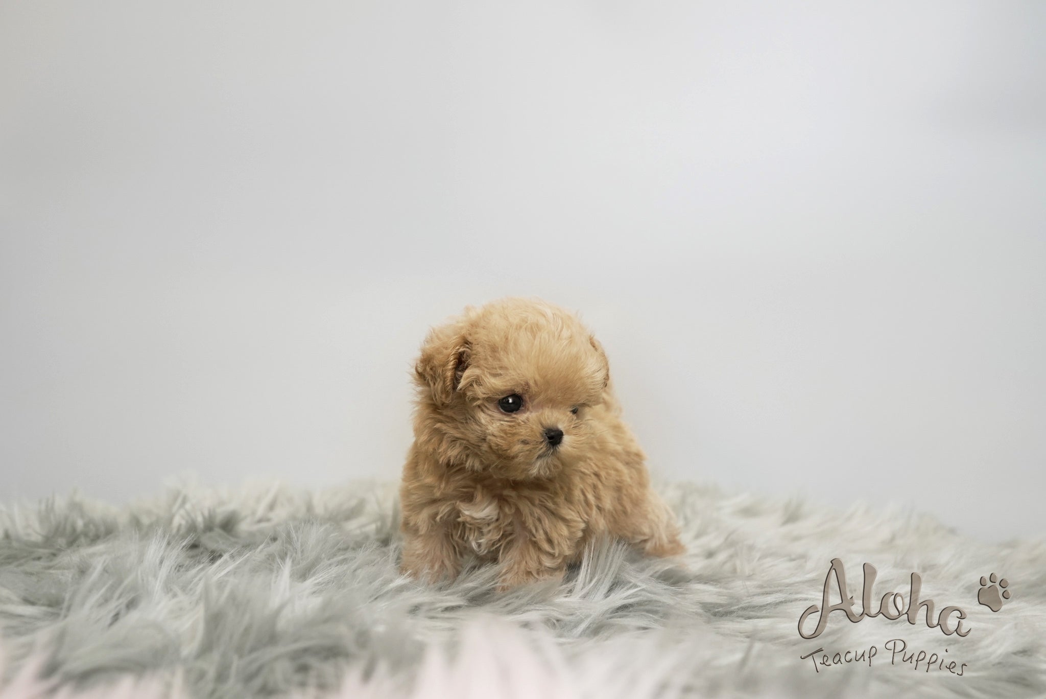 Daisy [TEACUP MALTIPOO]