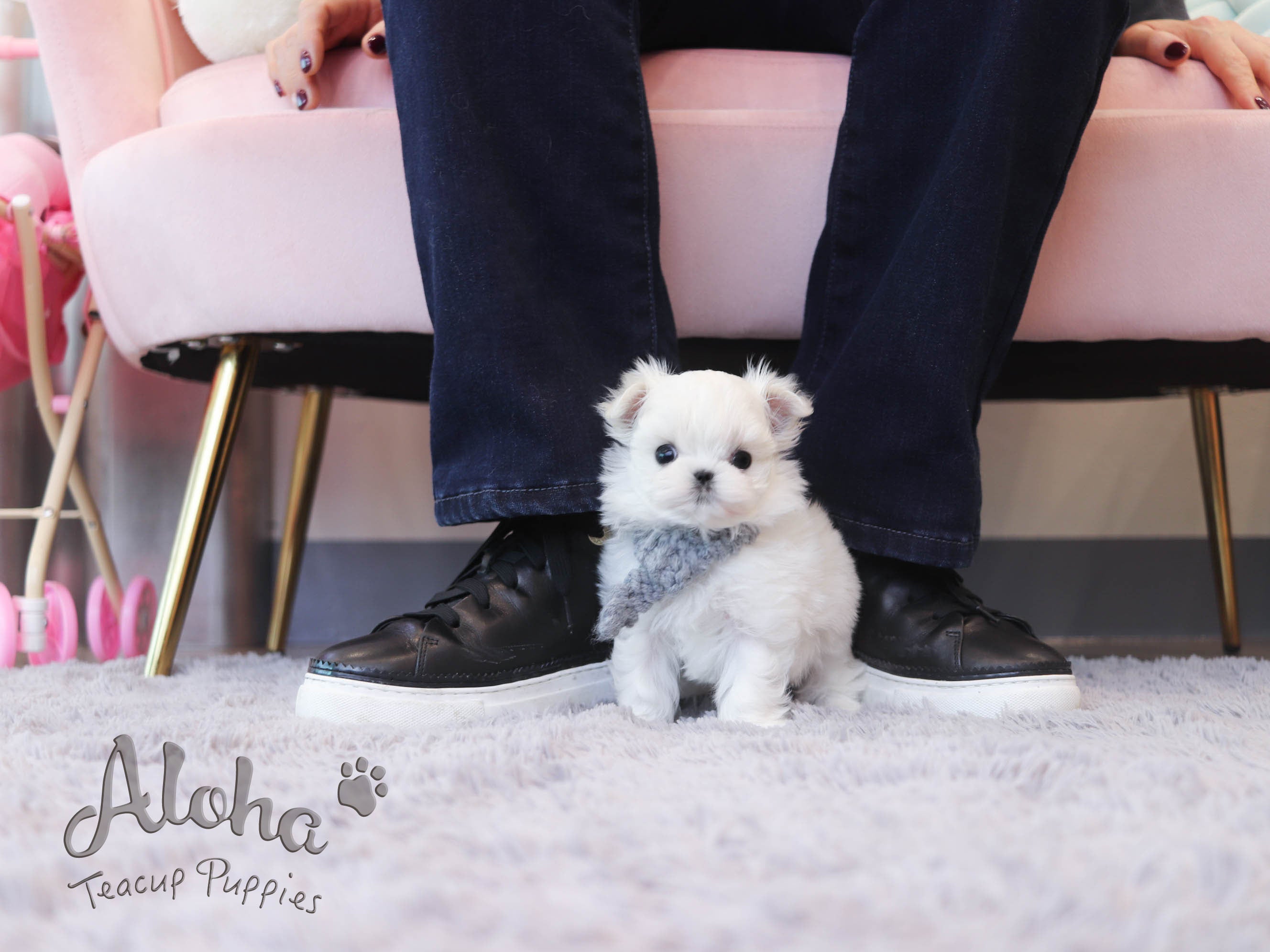 Zeus [TEACUP MALTESE]
