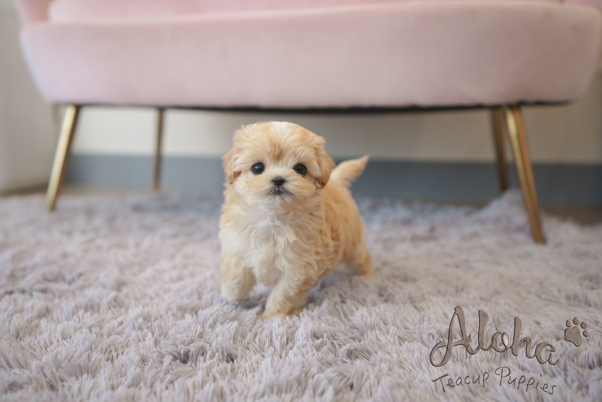 Mila [TEACUP Maltipoo]