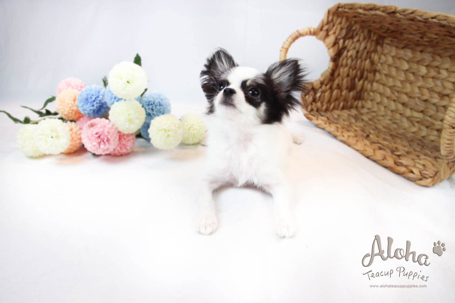 Venus - [Chihuahua]