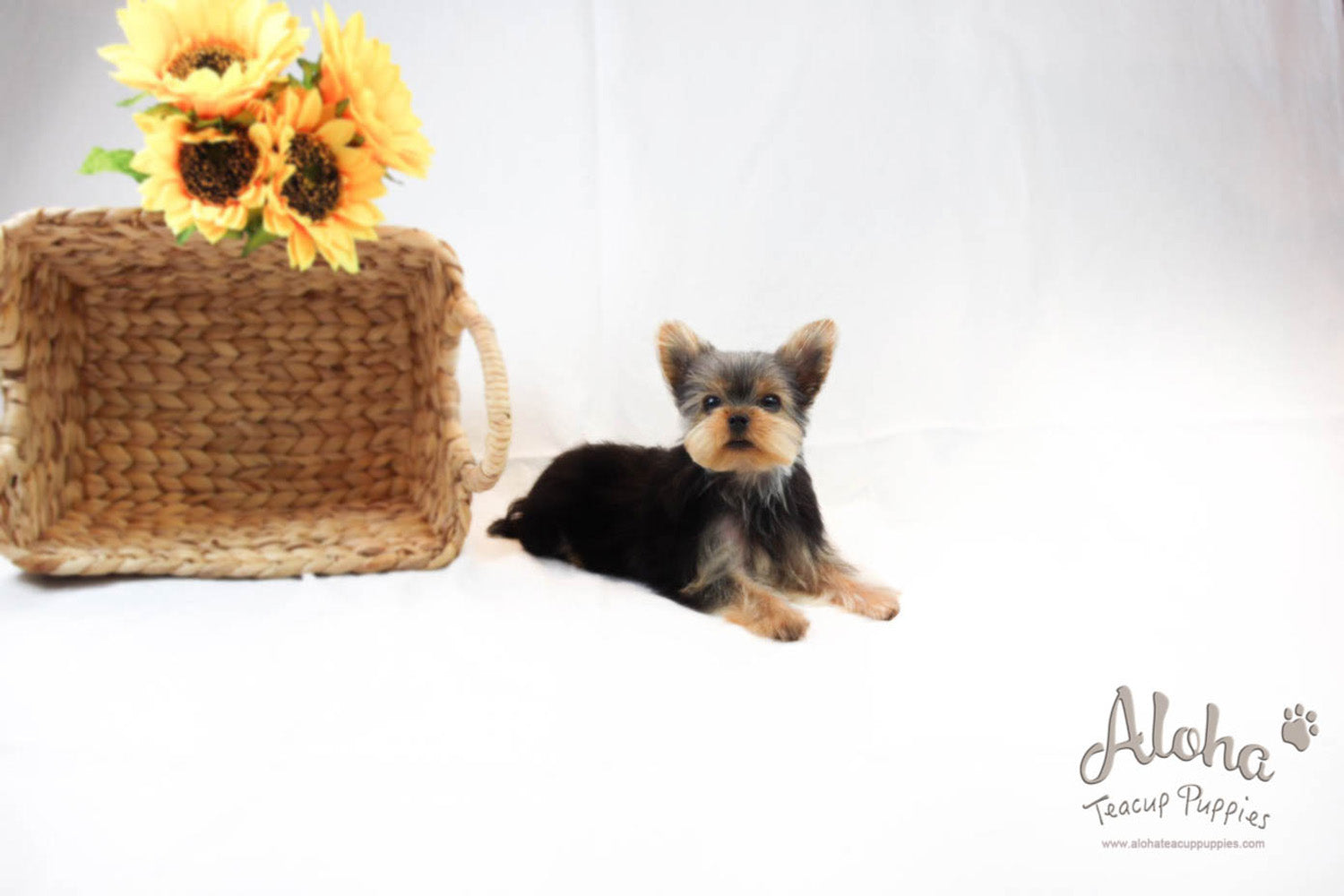 Bucky - [Yorkshire Terrier]