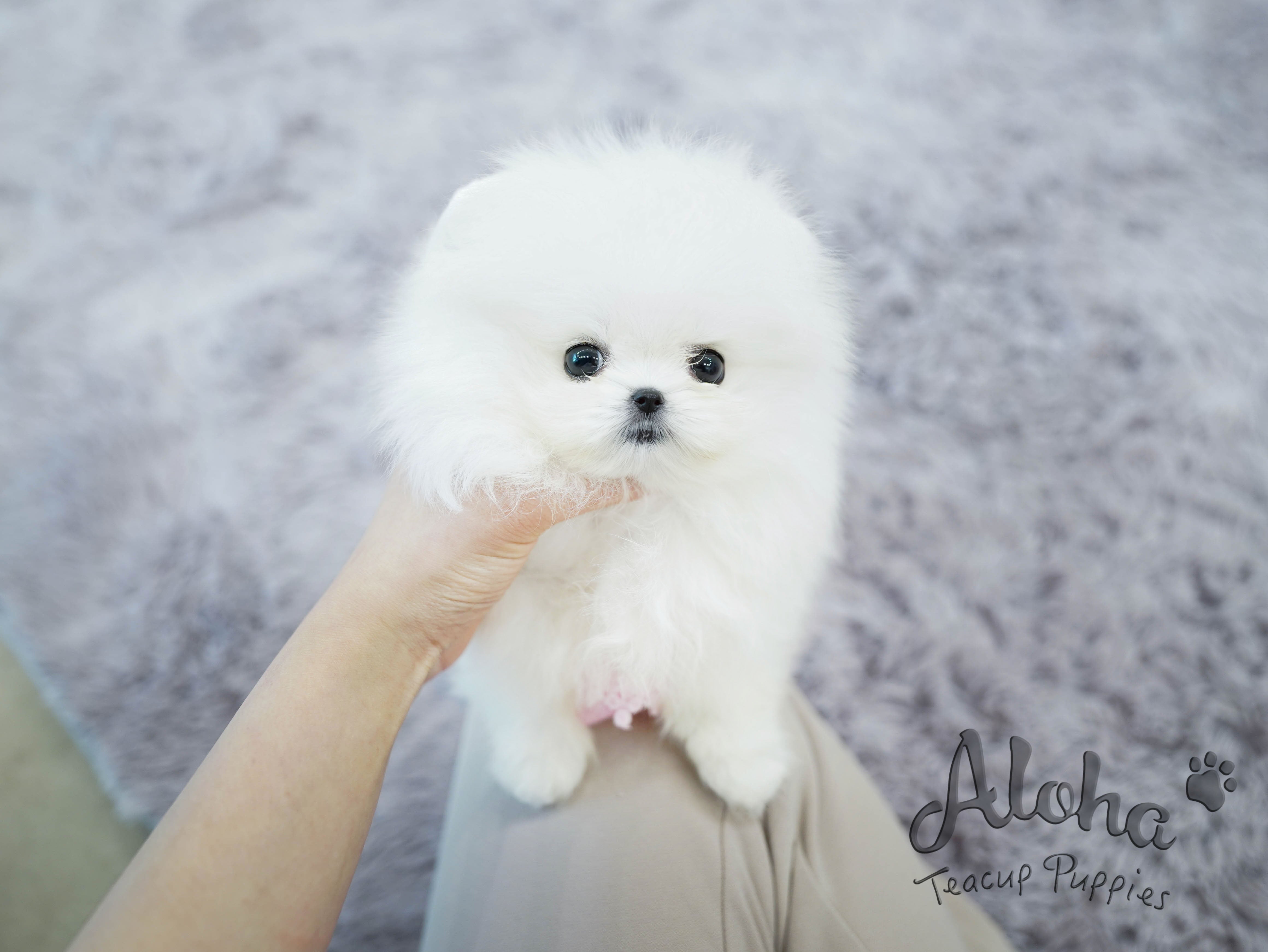 Gelato [TEACUP POMERANIAN]