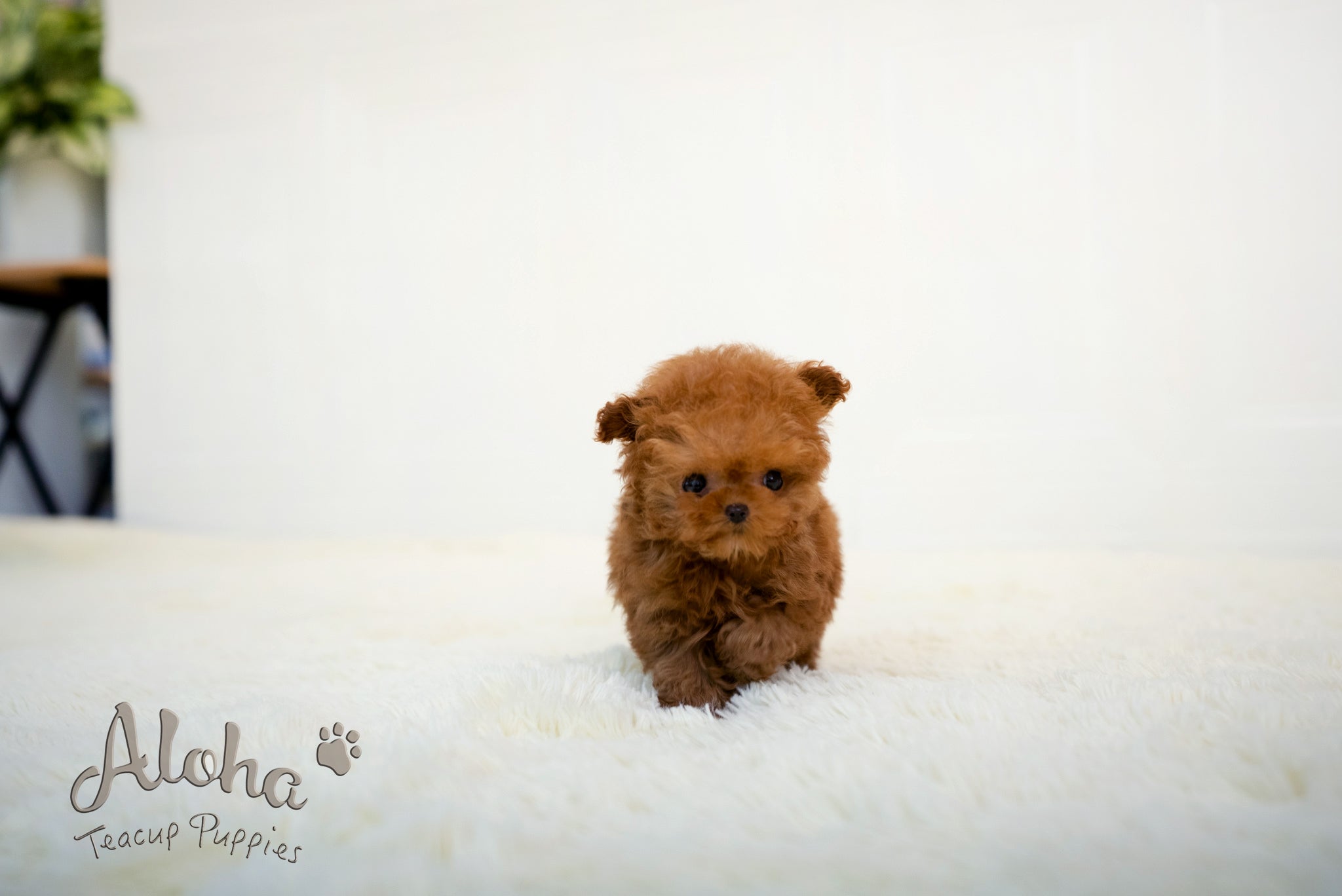 Thor [TEACUP POODLE]