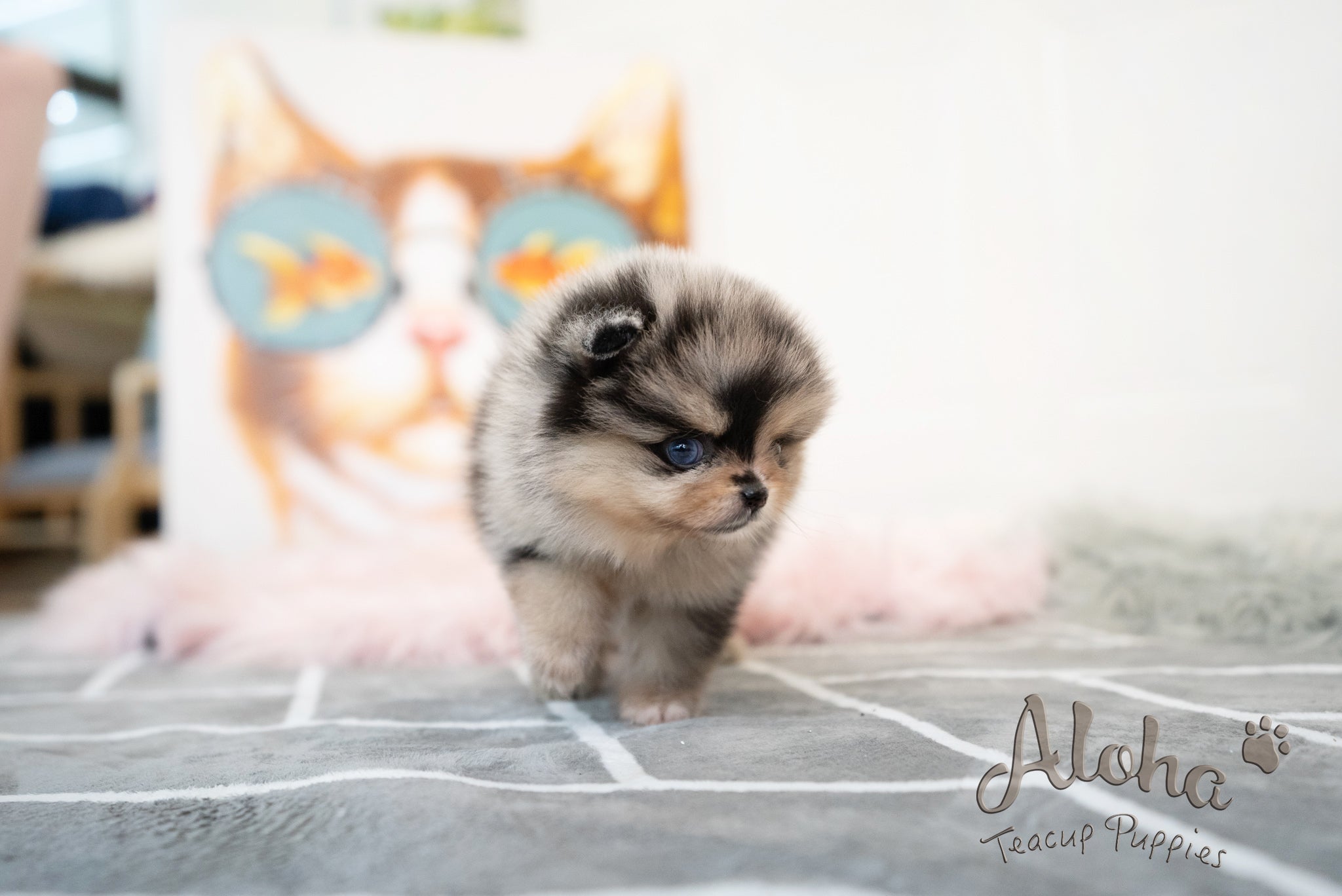 Lucian [TEACUP POMERANIAN]