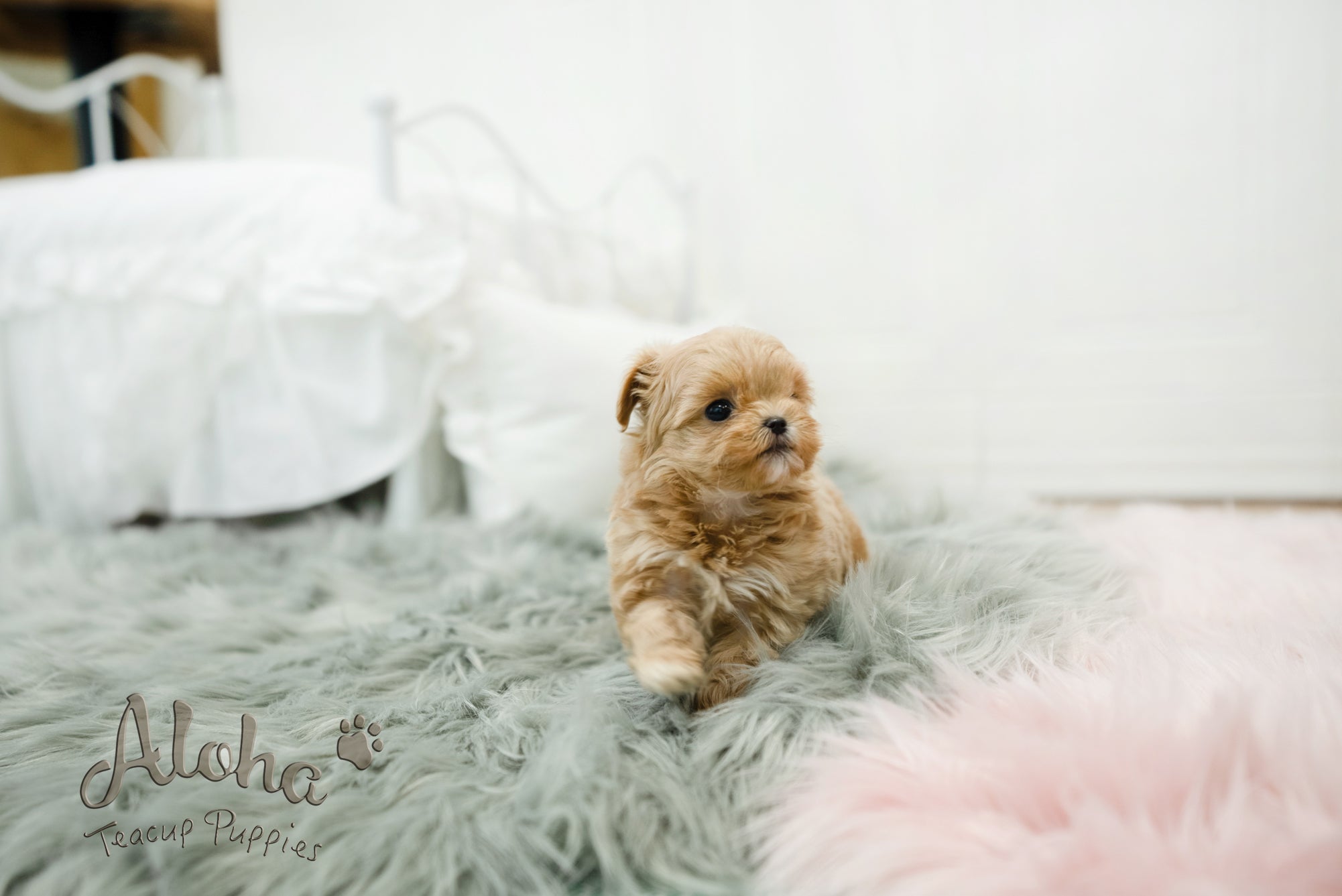Leo [TEACUP MALTIPOO]