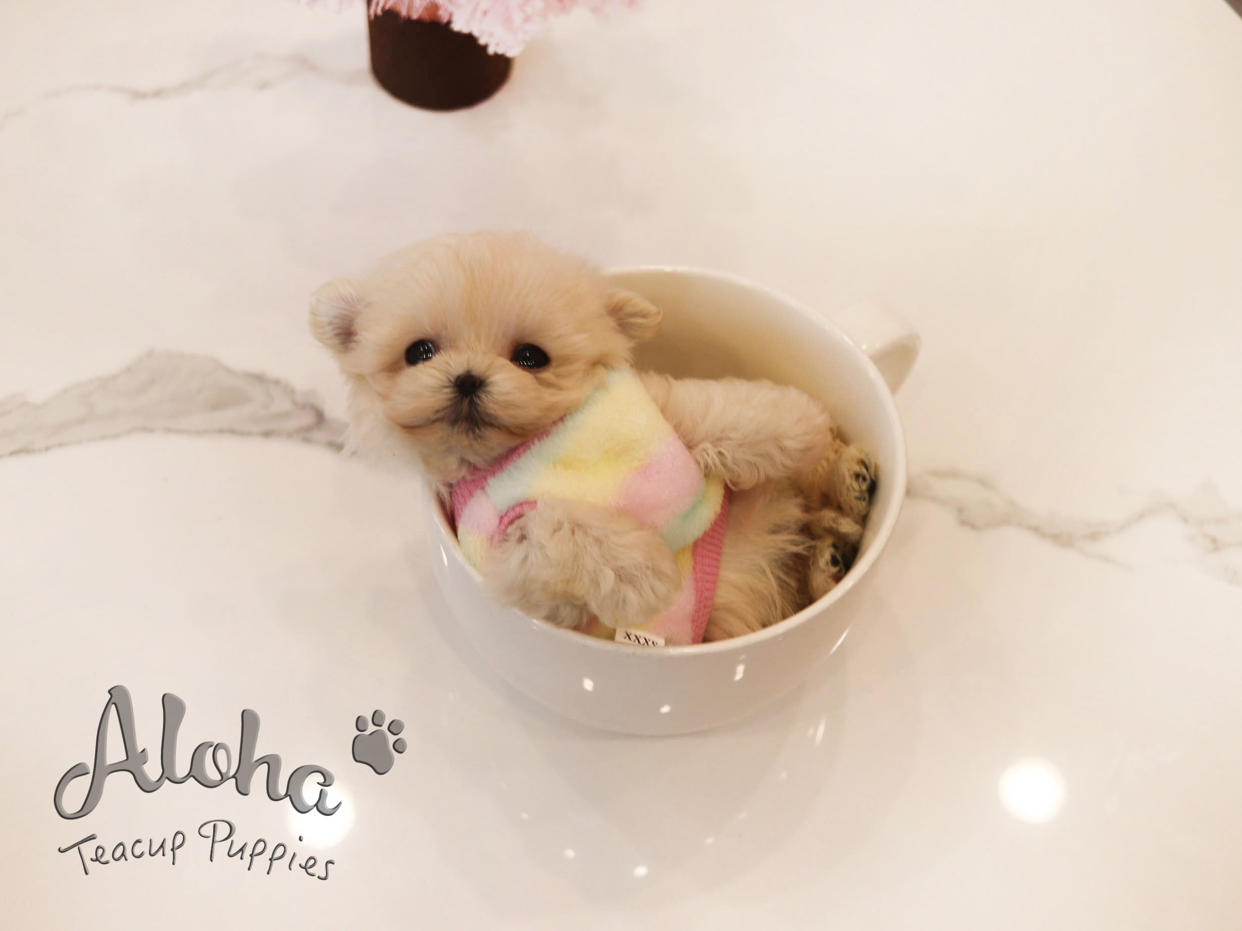 Harry [TEACUP Maltipoo]