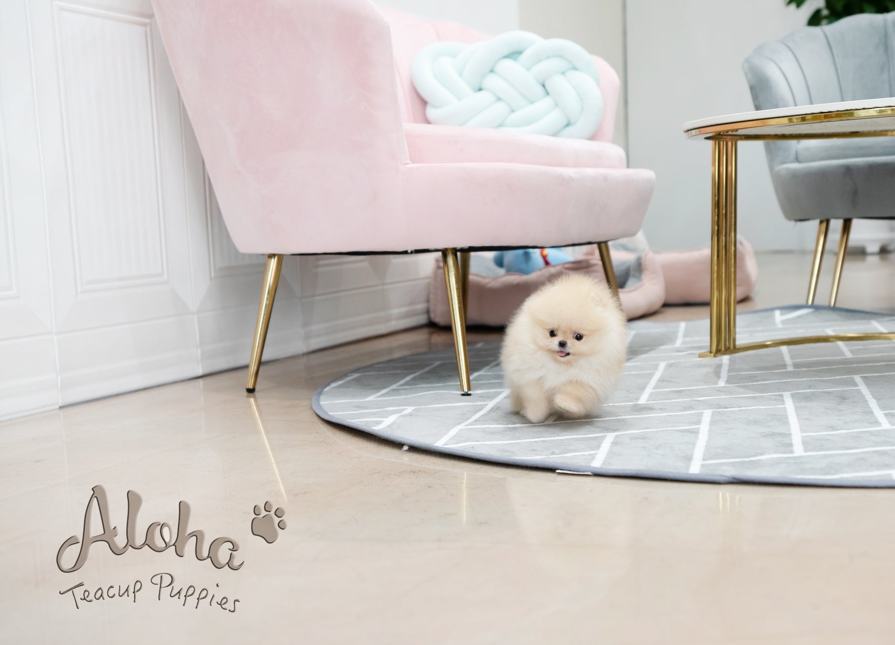 Clara [TEACUP POMERANIAN]