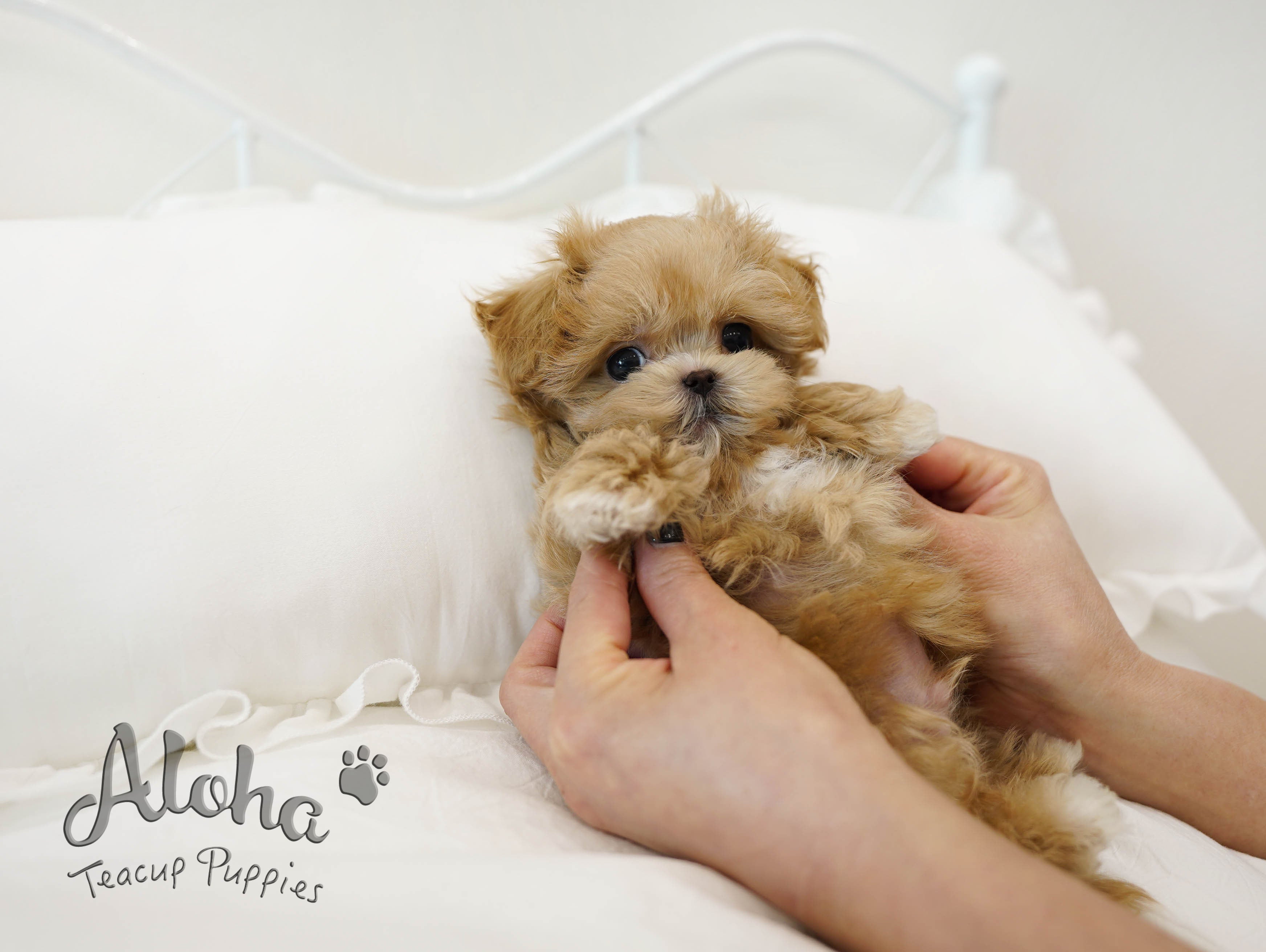 NACHO [TEACUP MALTIPOO]