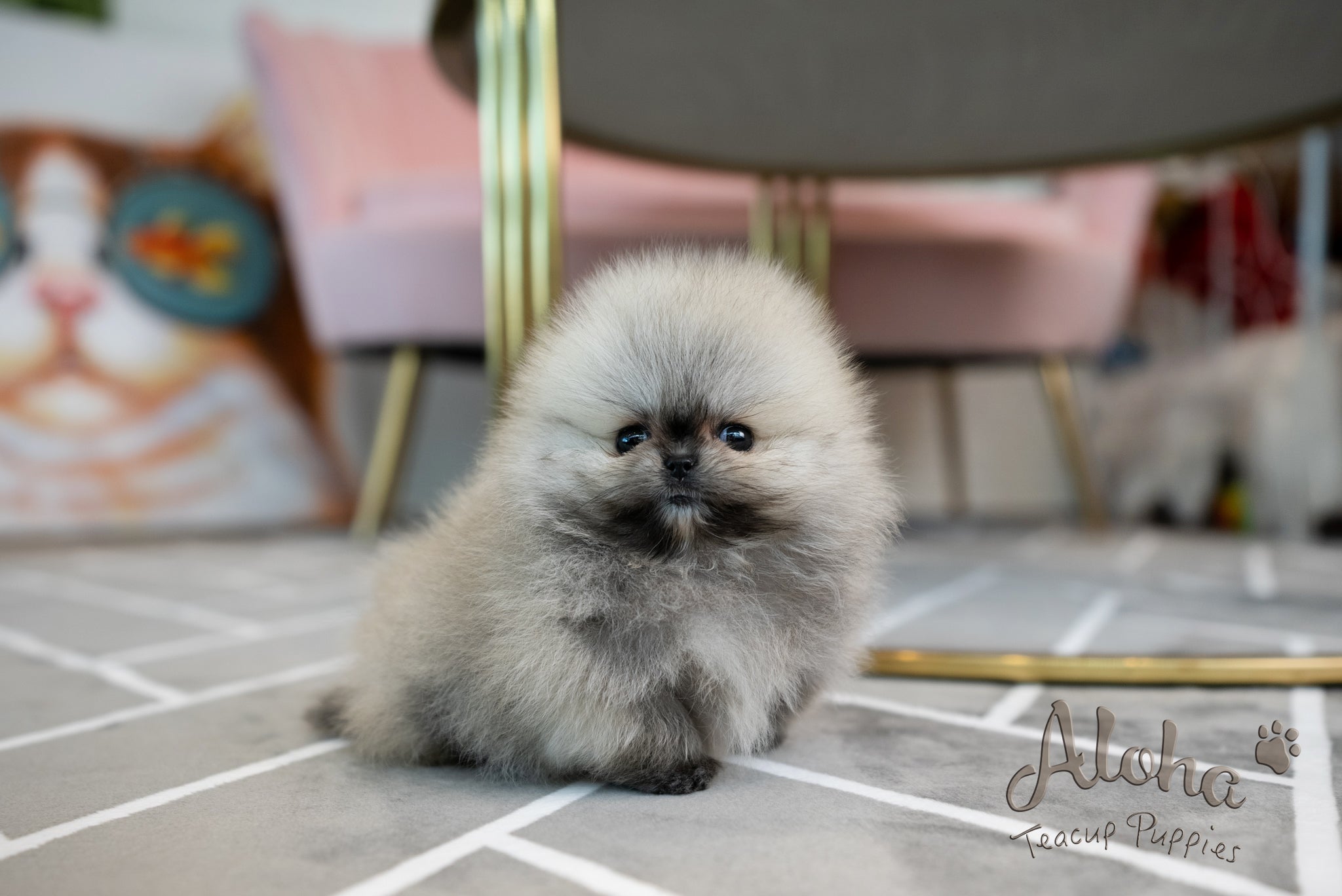 Bianca [TEACUP POMERANIAN]