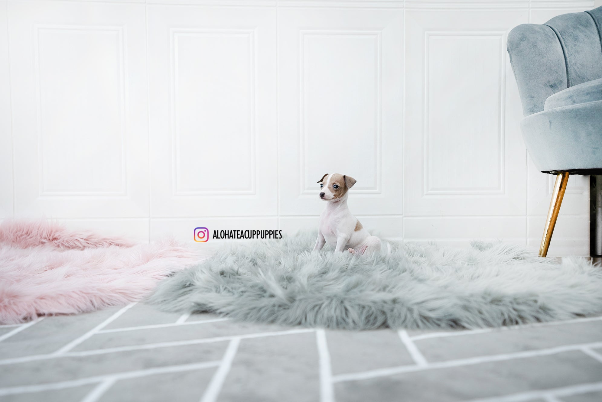 Reese [TEACUP Italian Greyhound]