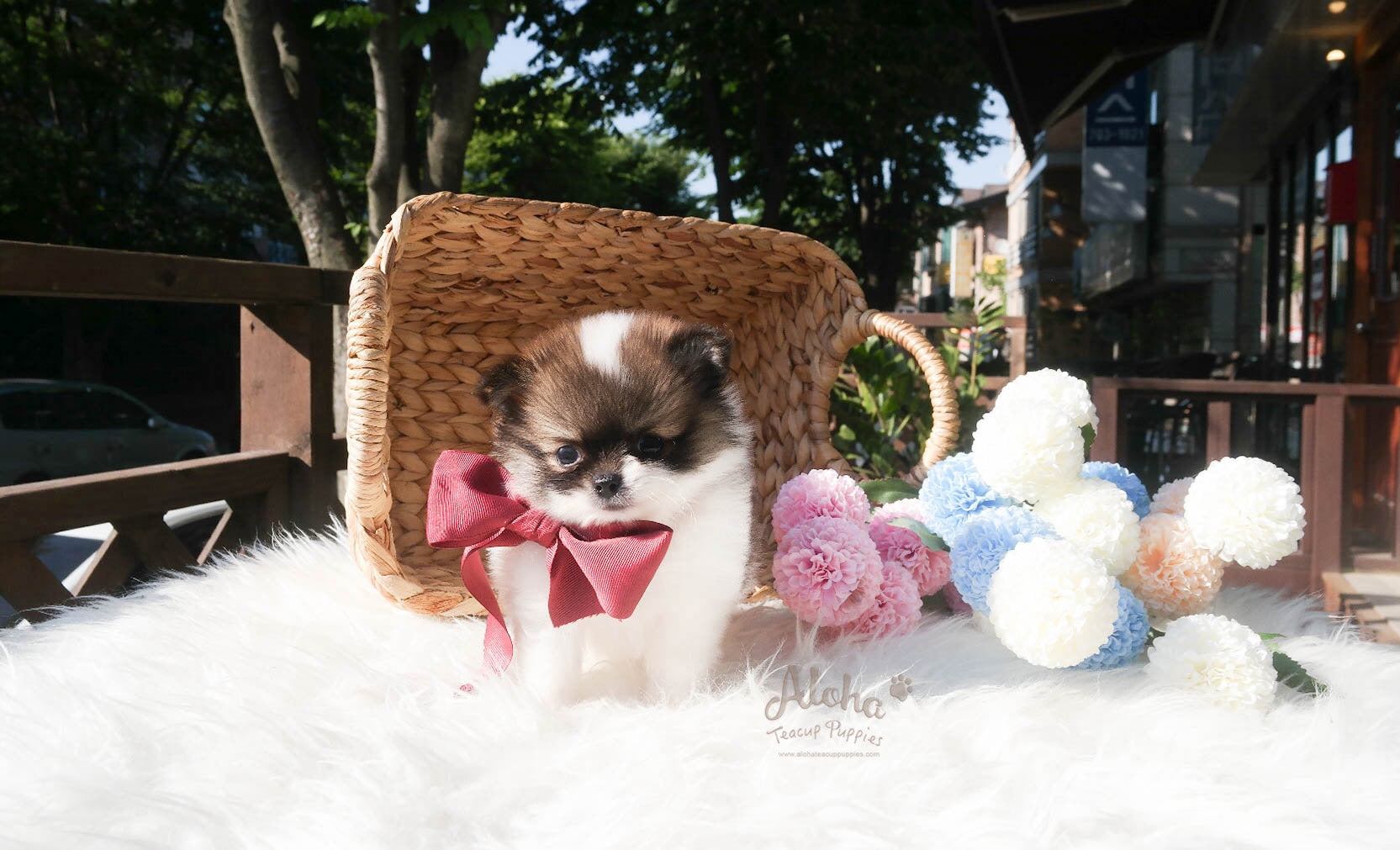 Vendido a Lucy [POMERANIA TAZA DE TÉ]