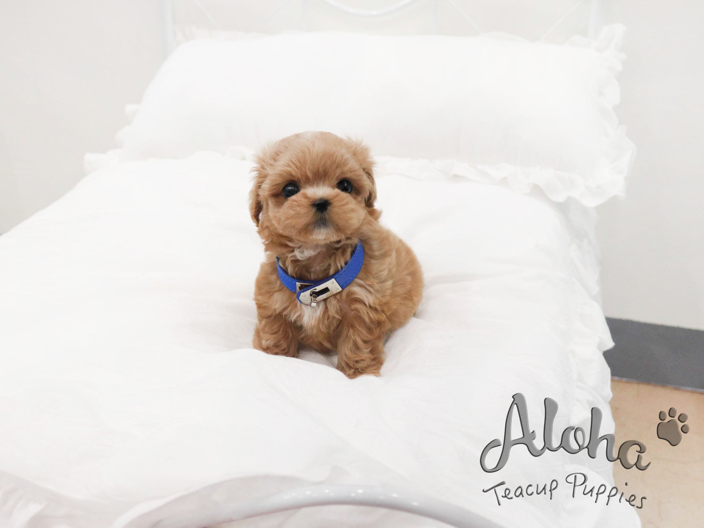 MOCHA [TEACUP MALTIPOO]