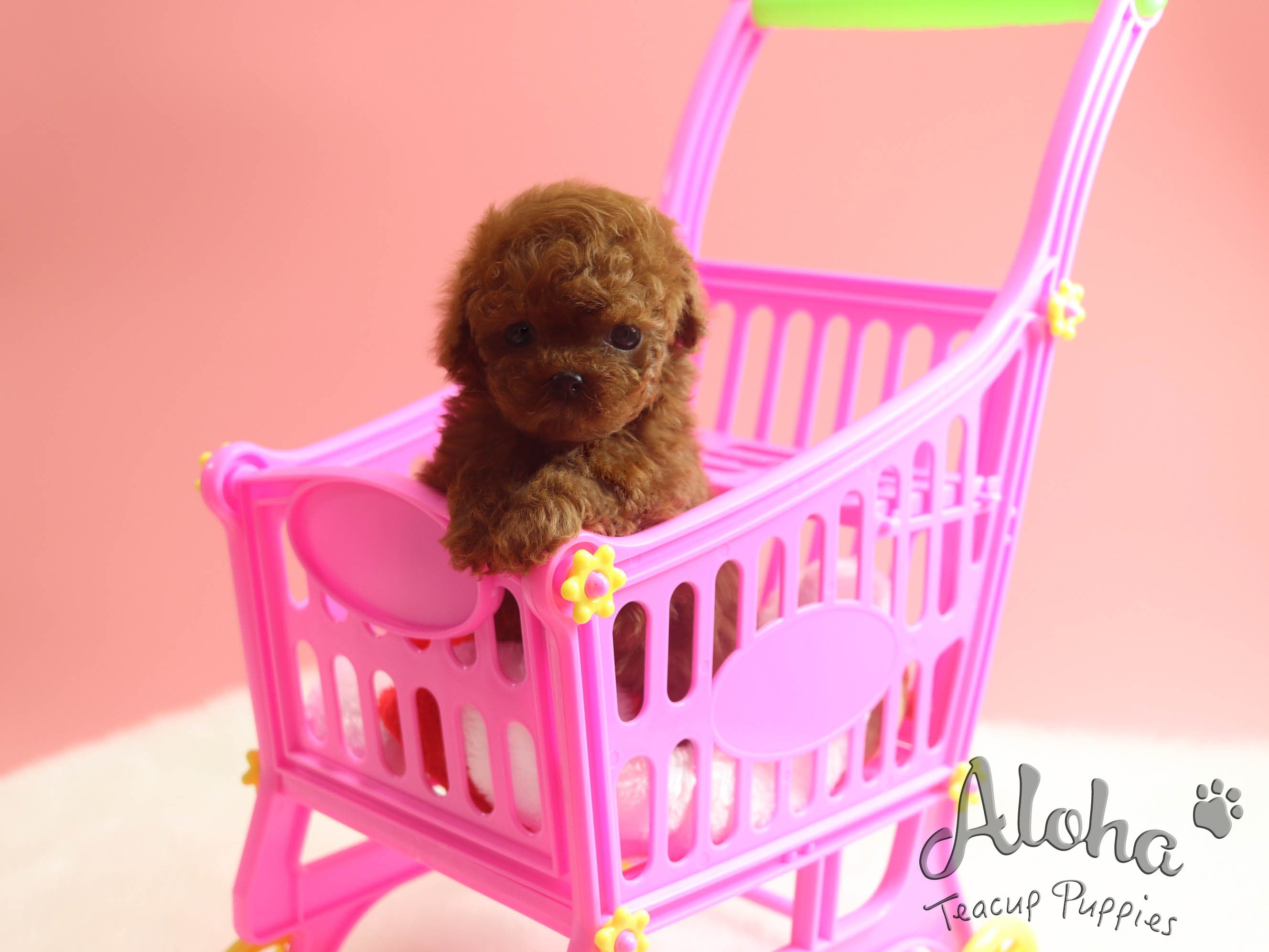 Sold to rebecca, Paris [TEACUP POODLE]