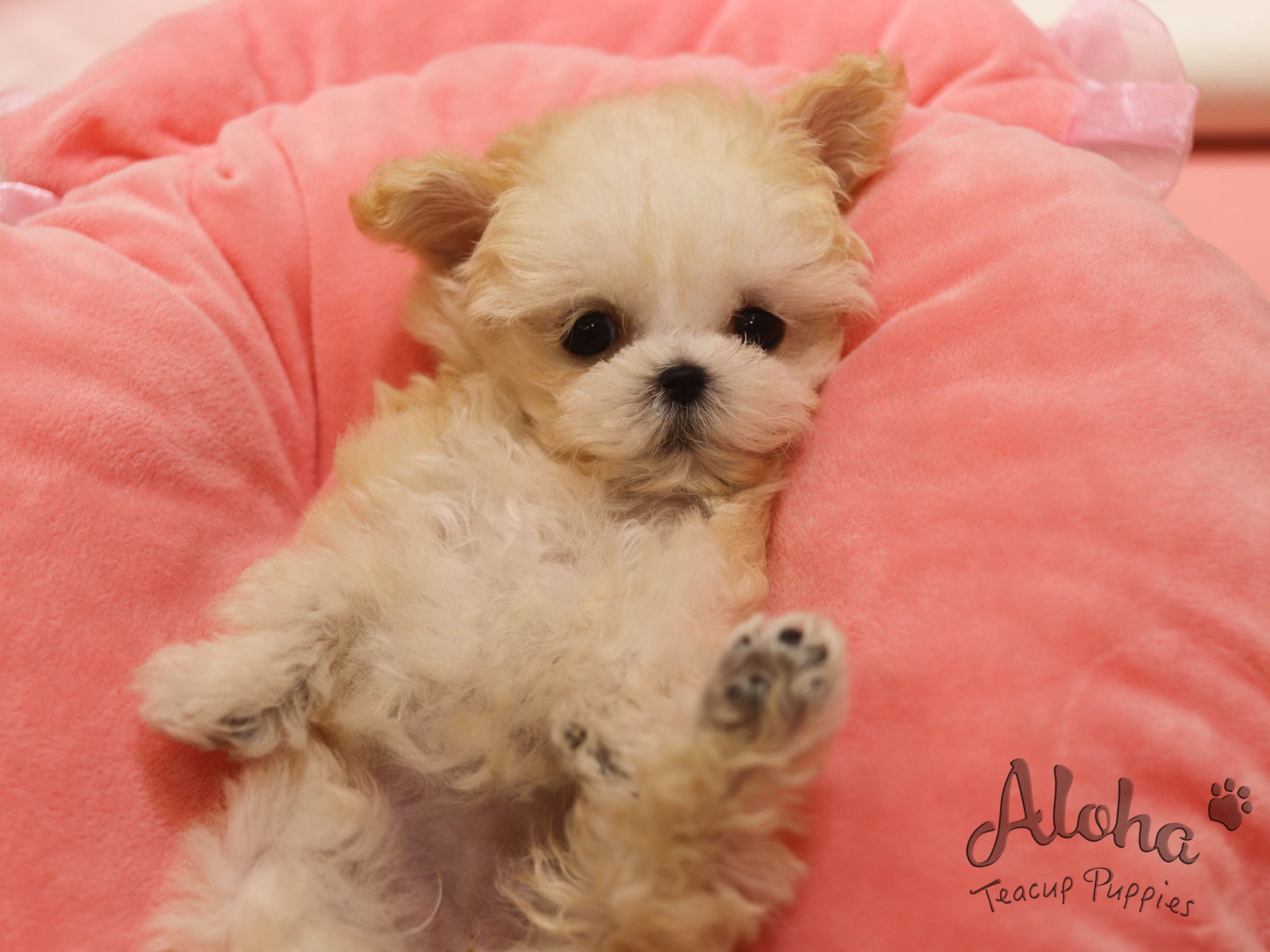 Poo [TEACUP POODLE]