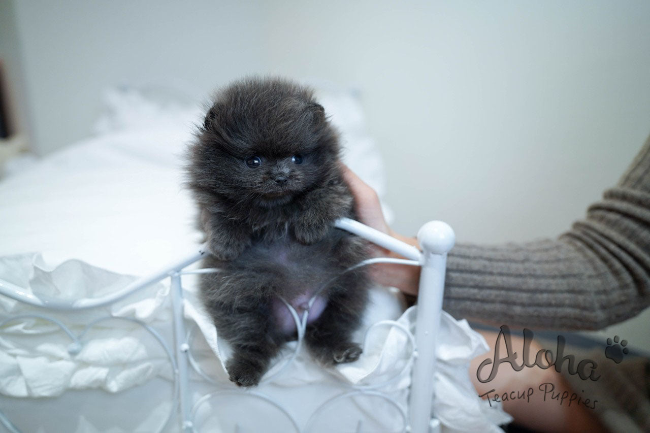 BLUE  [TEACUP POMERANIAN]