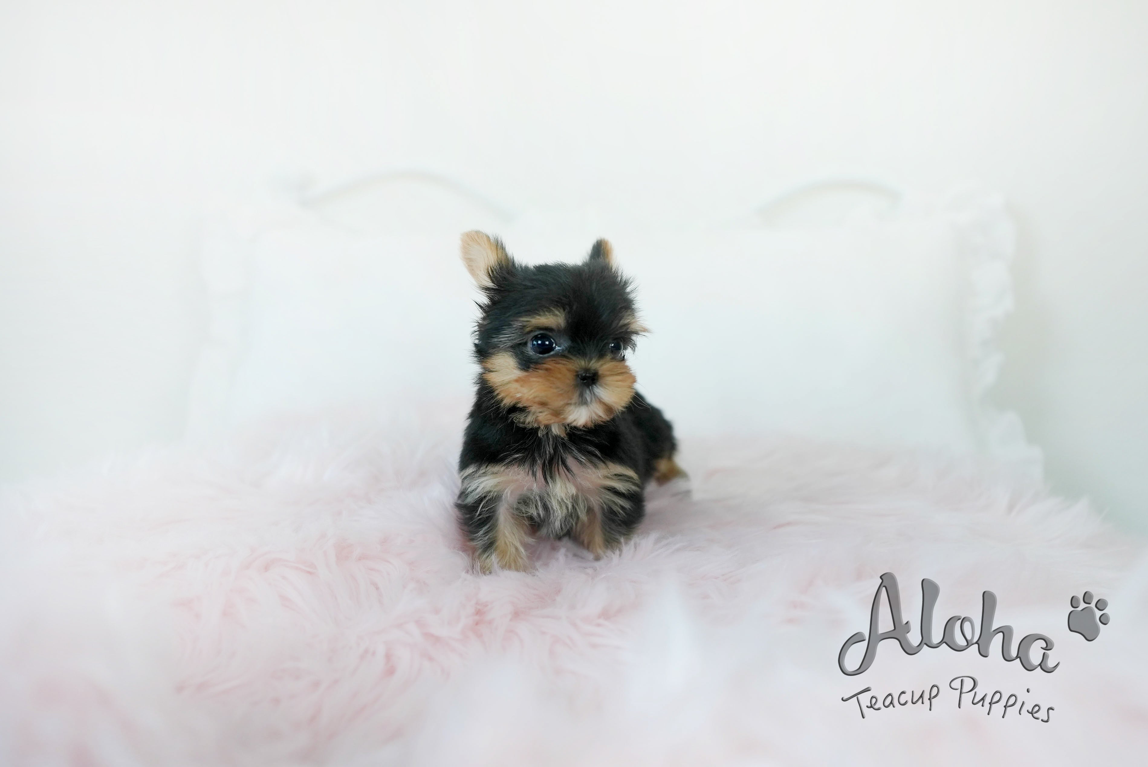 Molly [TEACUP Yorkie]