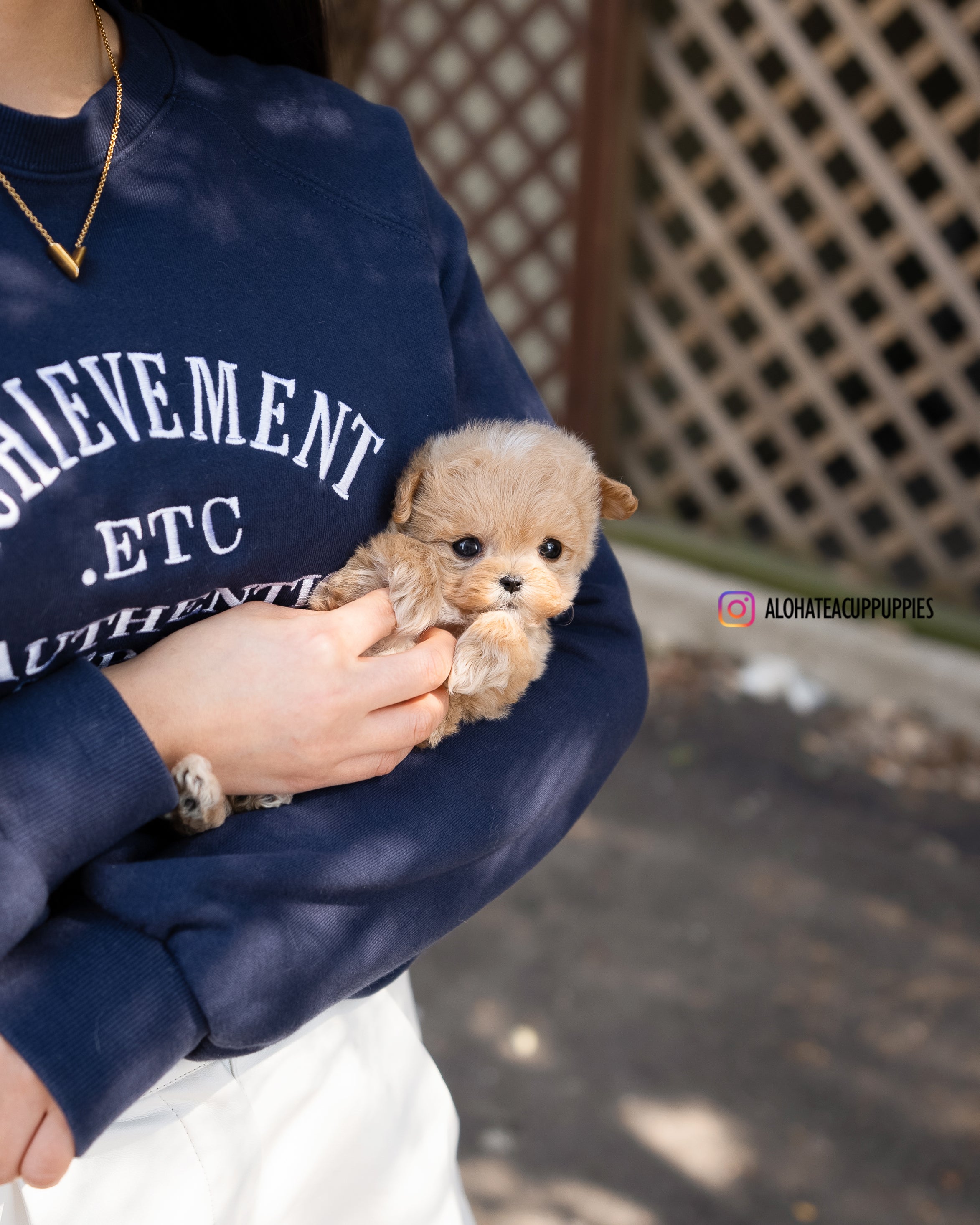Royal [TEACUP MALTIPOO]