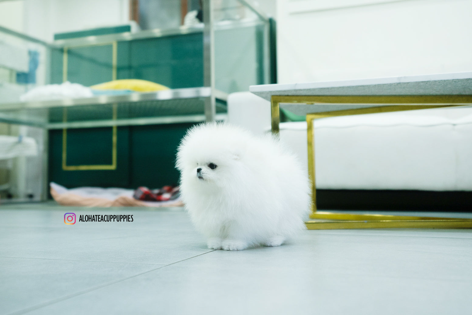 Aphrodite [TEACUP POMERANIAN]