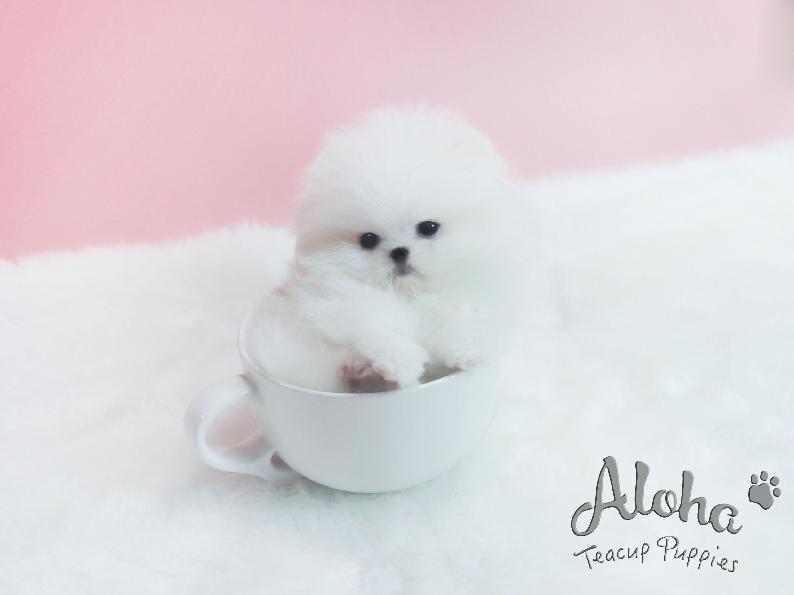 Sold to Alexandra, Princess [TEACUP POMERANIAN]