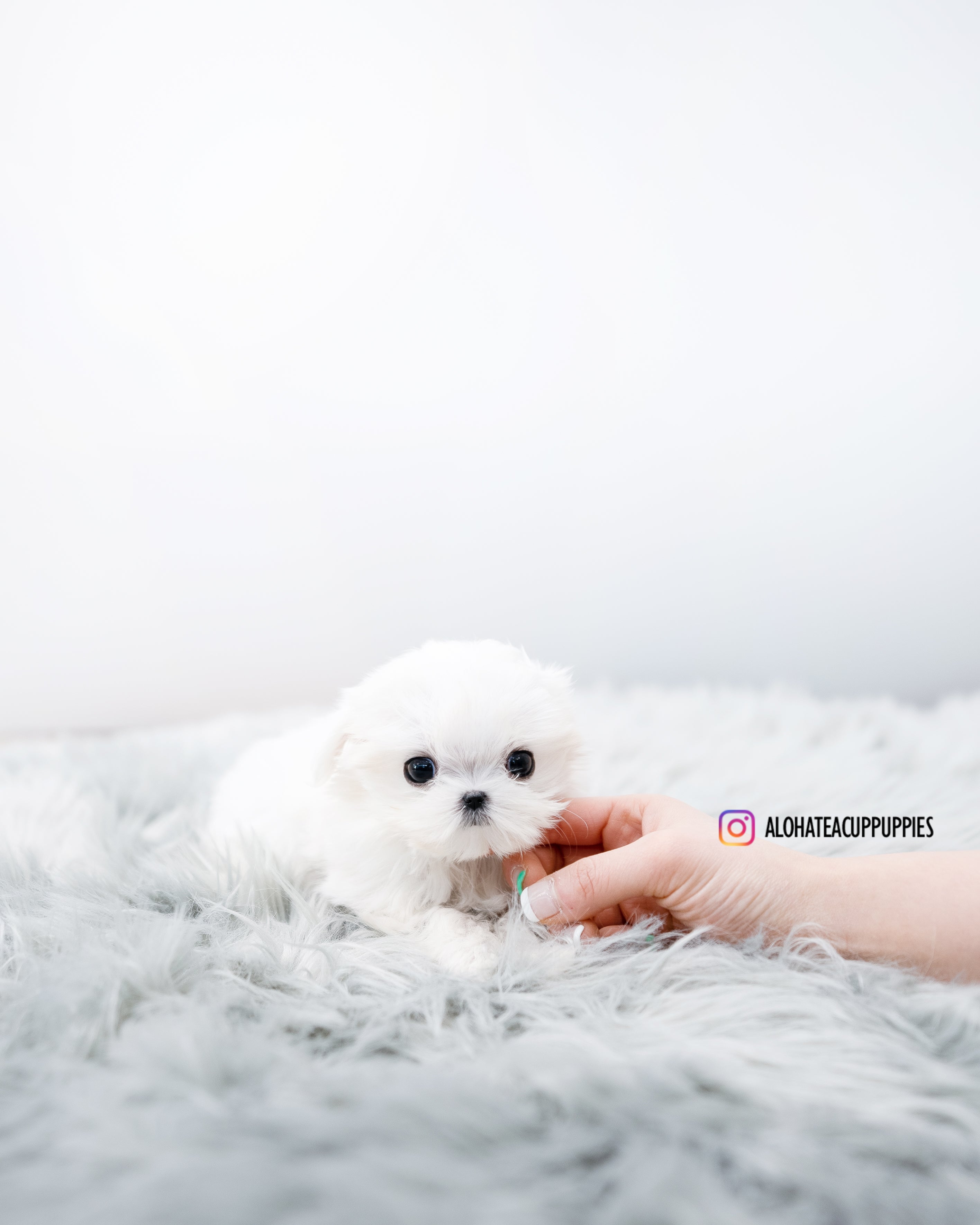 Aimee [TEACUP MALTESE]