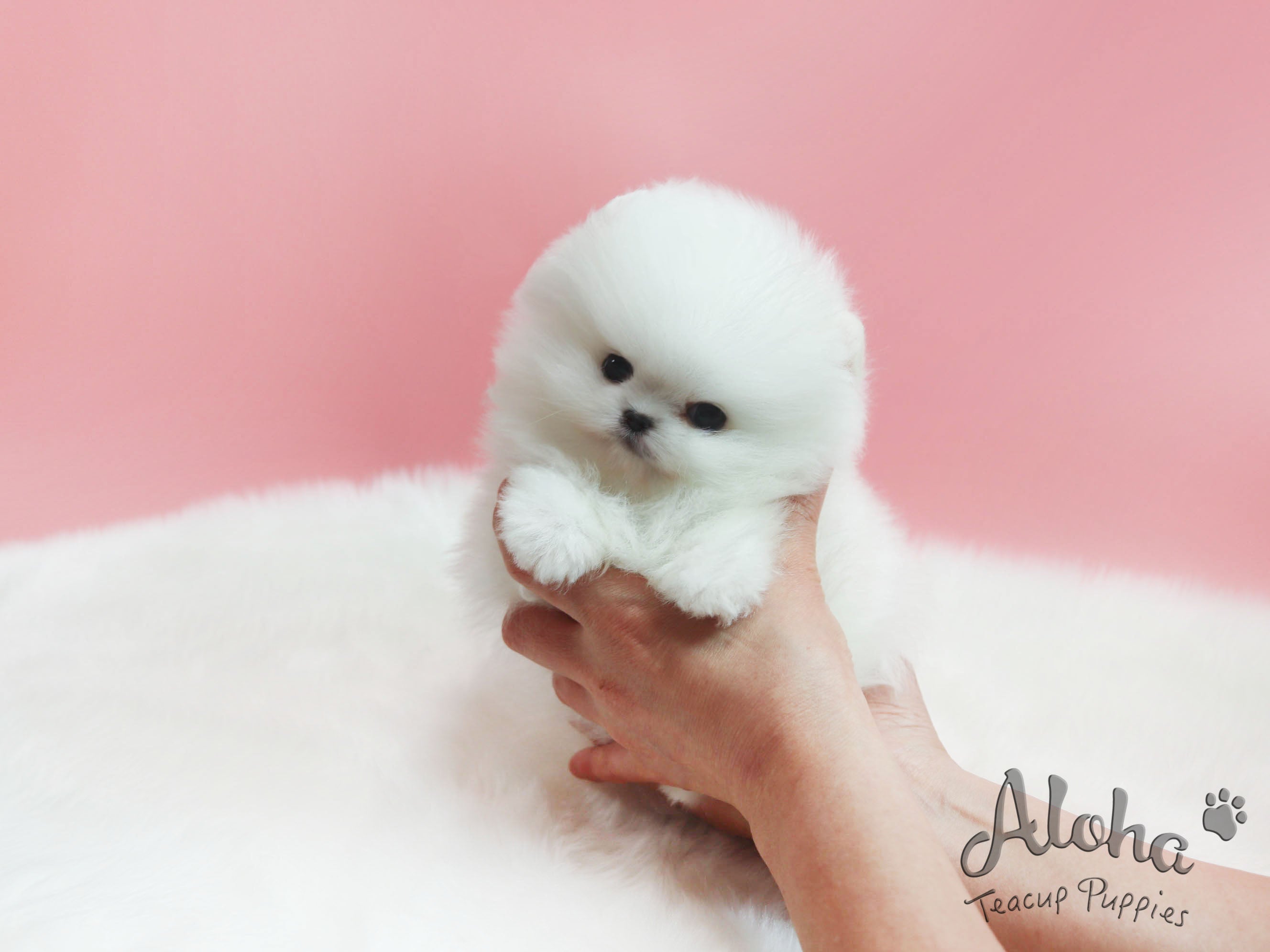 Sold to Yuri, Marshmallow [TEACUP POMERANIAN]