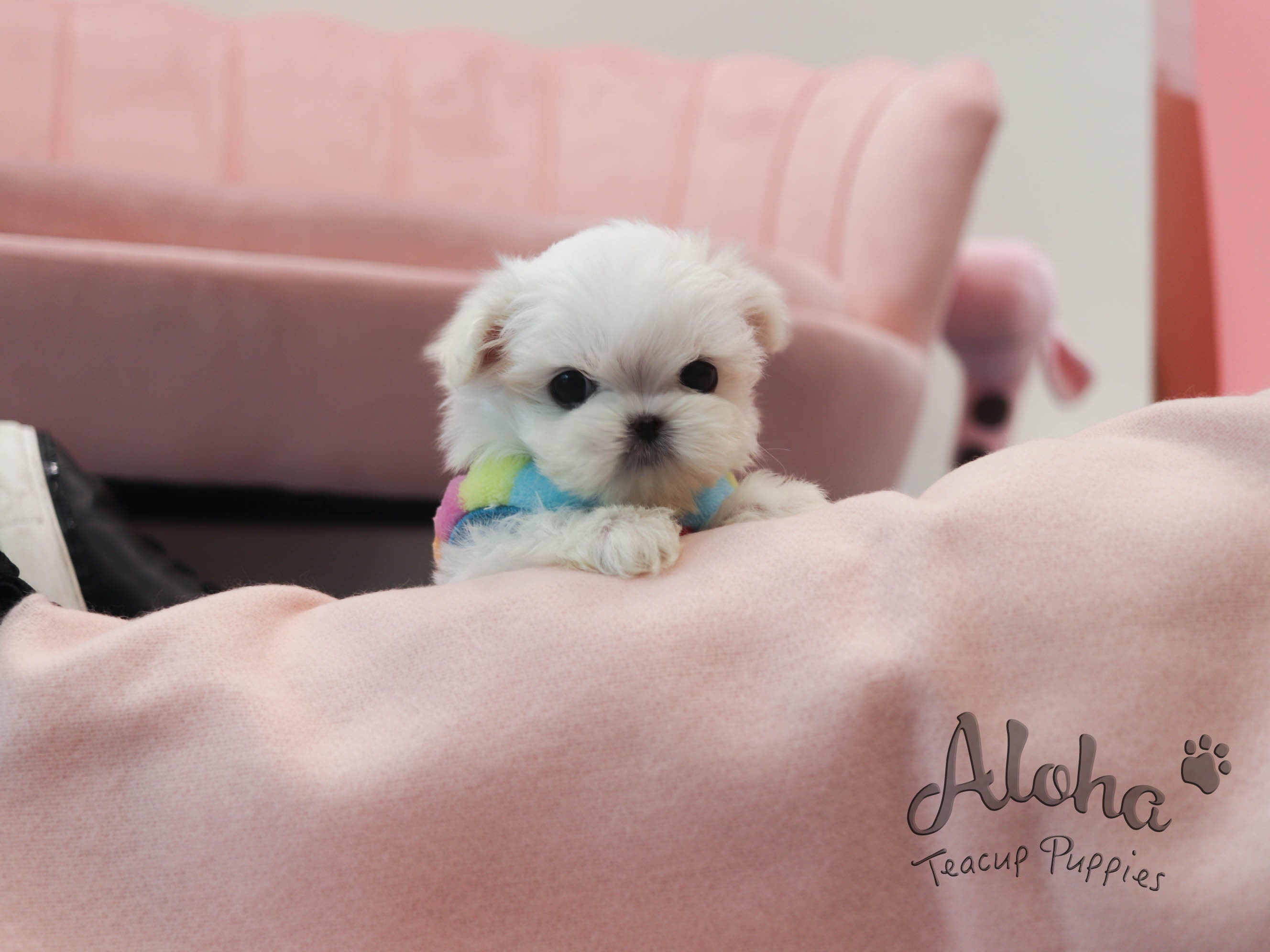 cotton [TEACUP MALTESE]