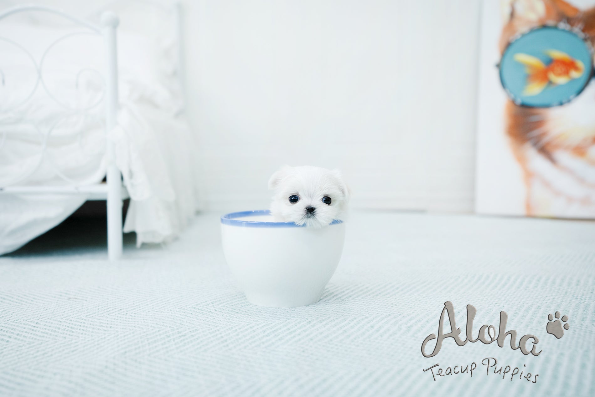 Peach [TEACUP MALTESE]