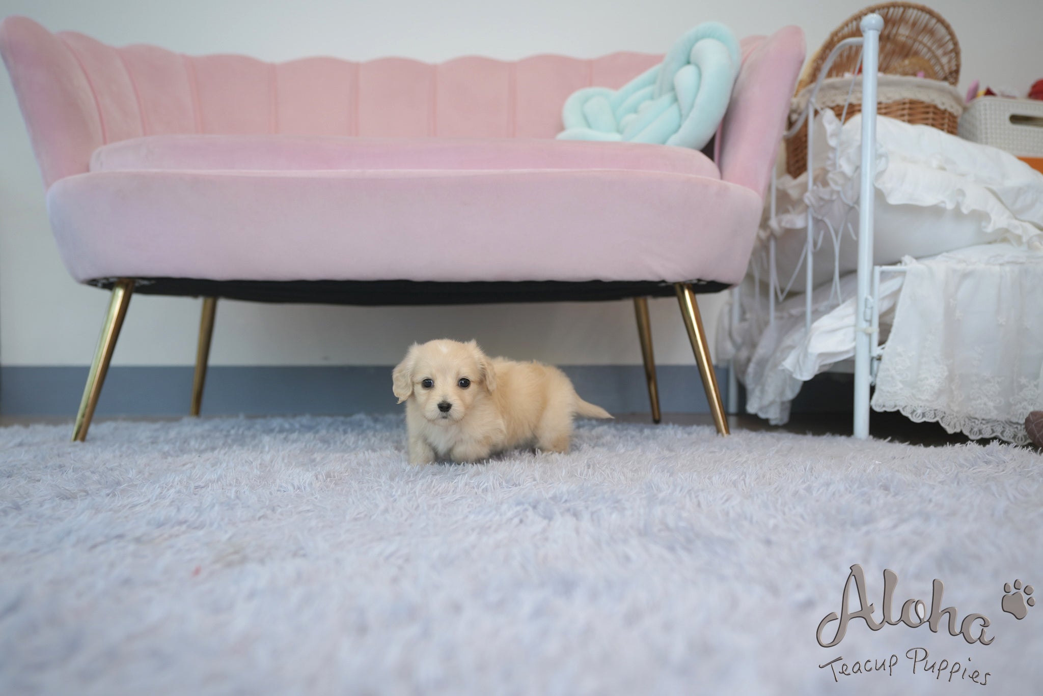 Ariel [TEACUP DACHSHUND]