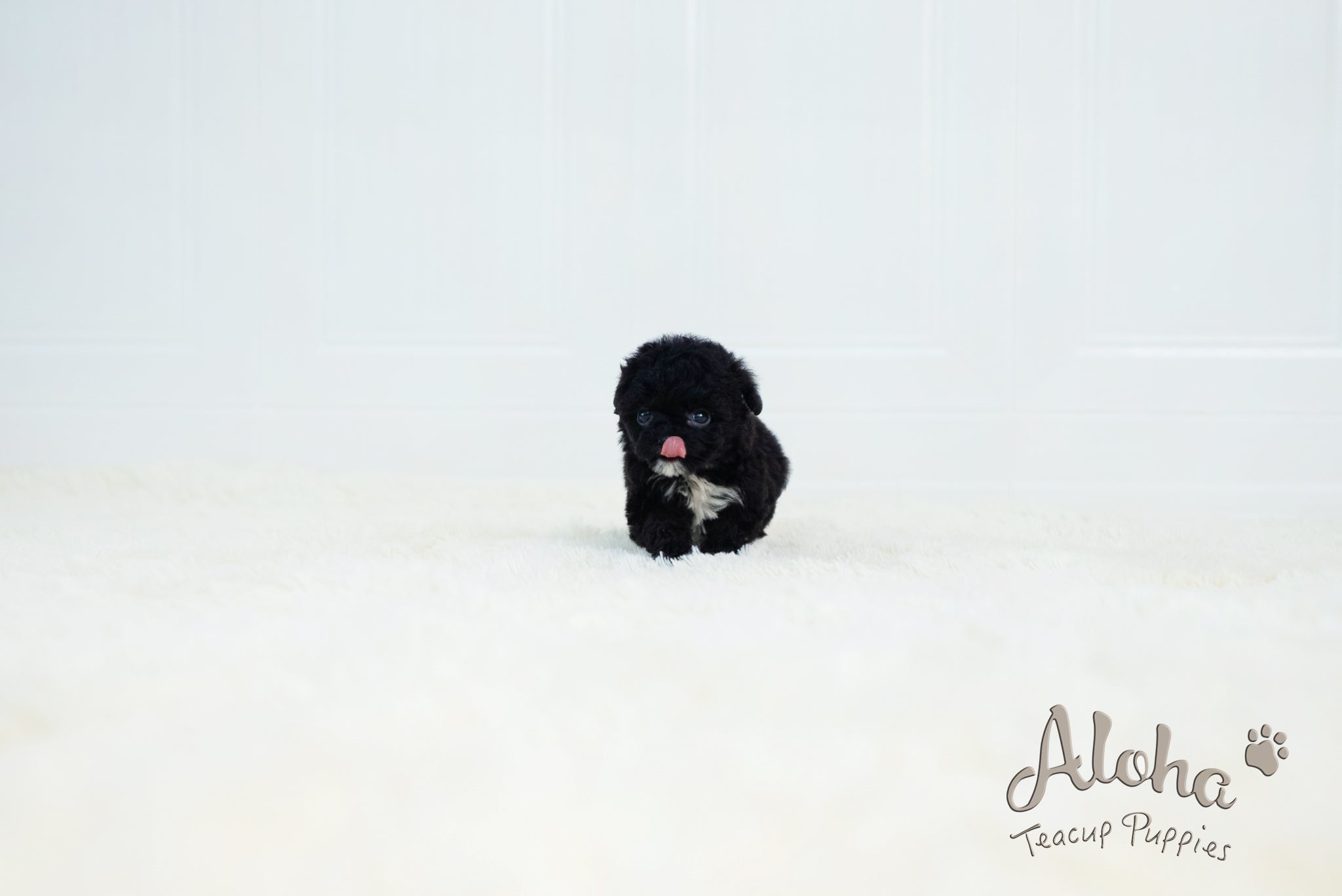 Becca [TEACUP POODLE]