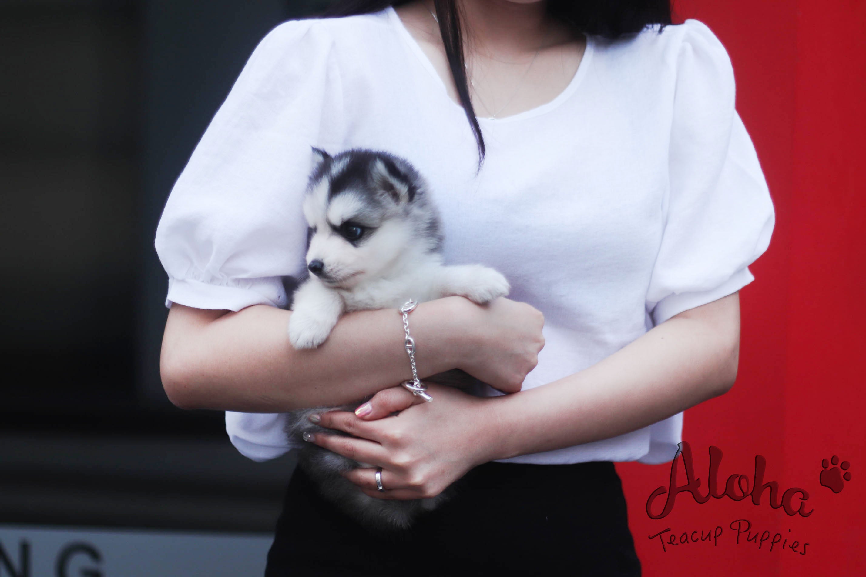 Sold to Maytinee, Shark [TEACUP POMSKY]