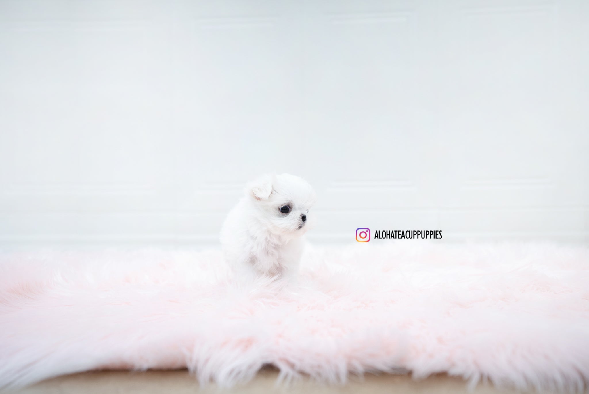 Aurora [TEACUP MALTESE]