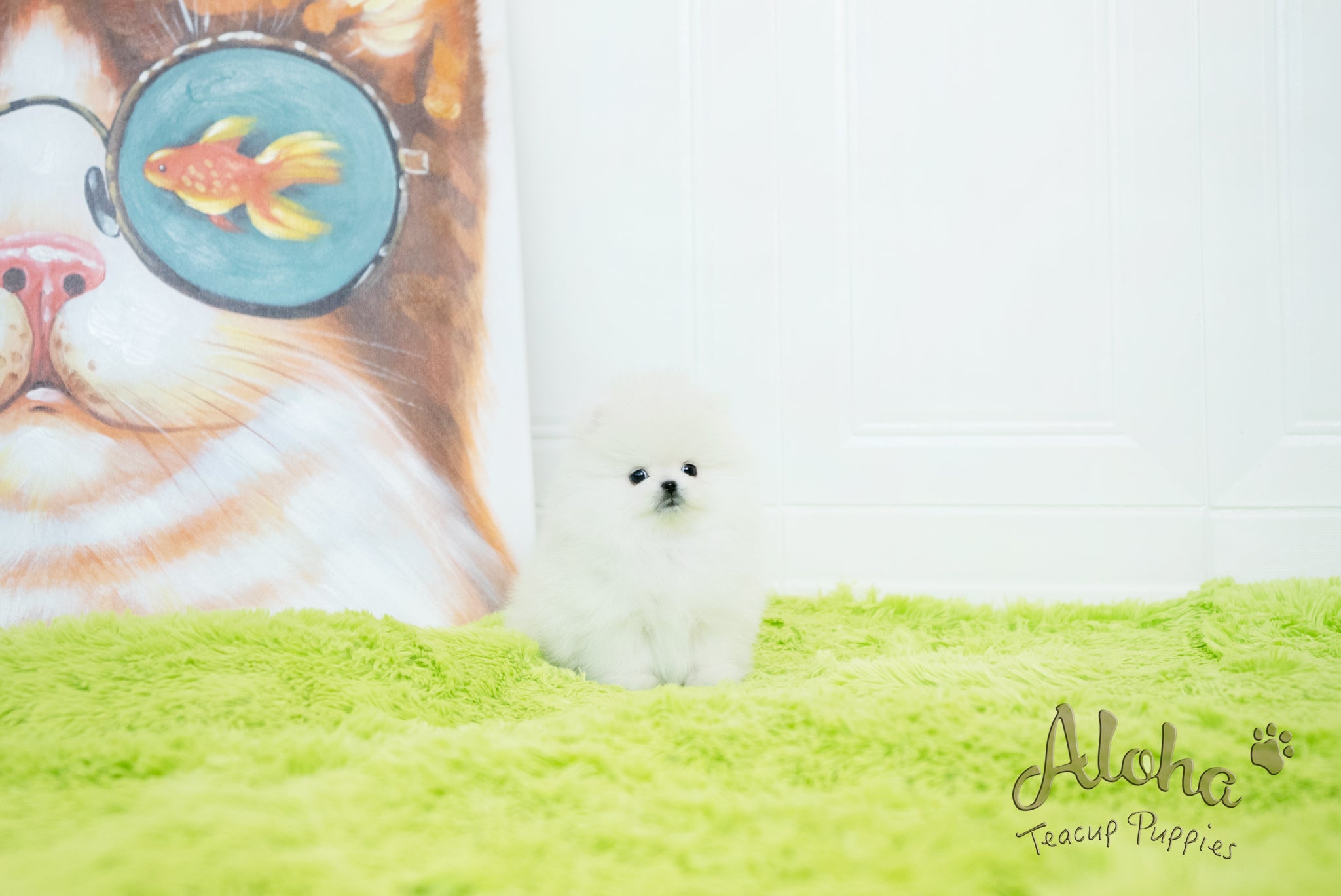 Milo [TEACUP POMERANIAN]