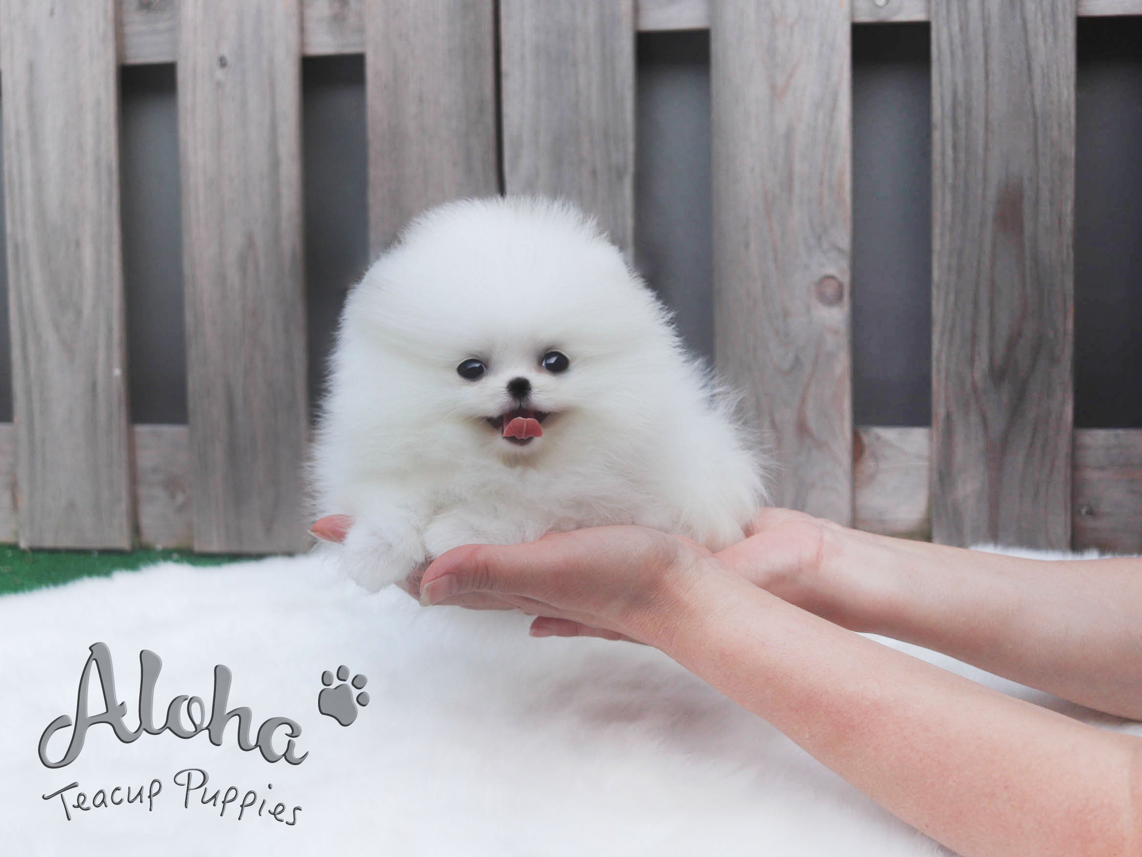 Sold to Ania, Valentine [TEACUP POMERANIAN]
