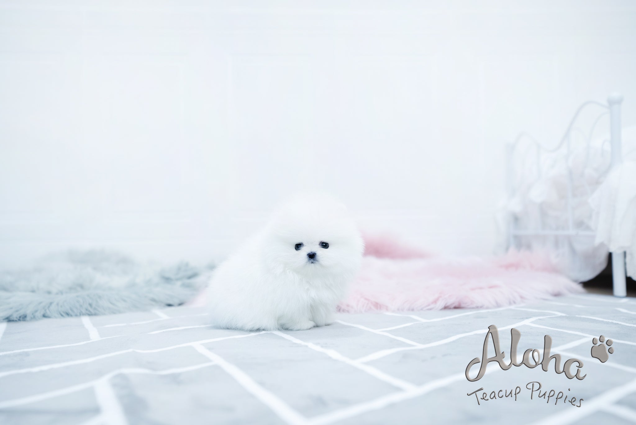 Aurora [TEACUP POMERANIAN]
