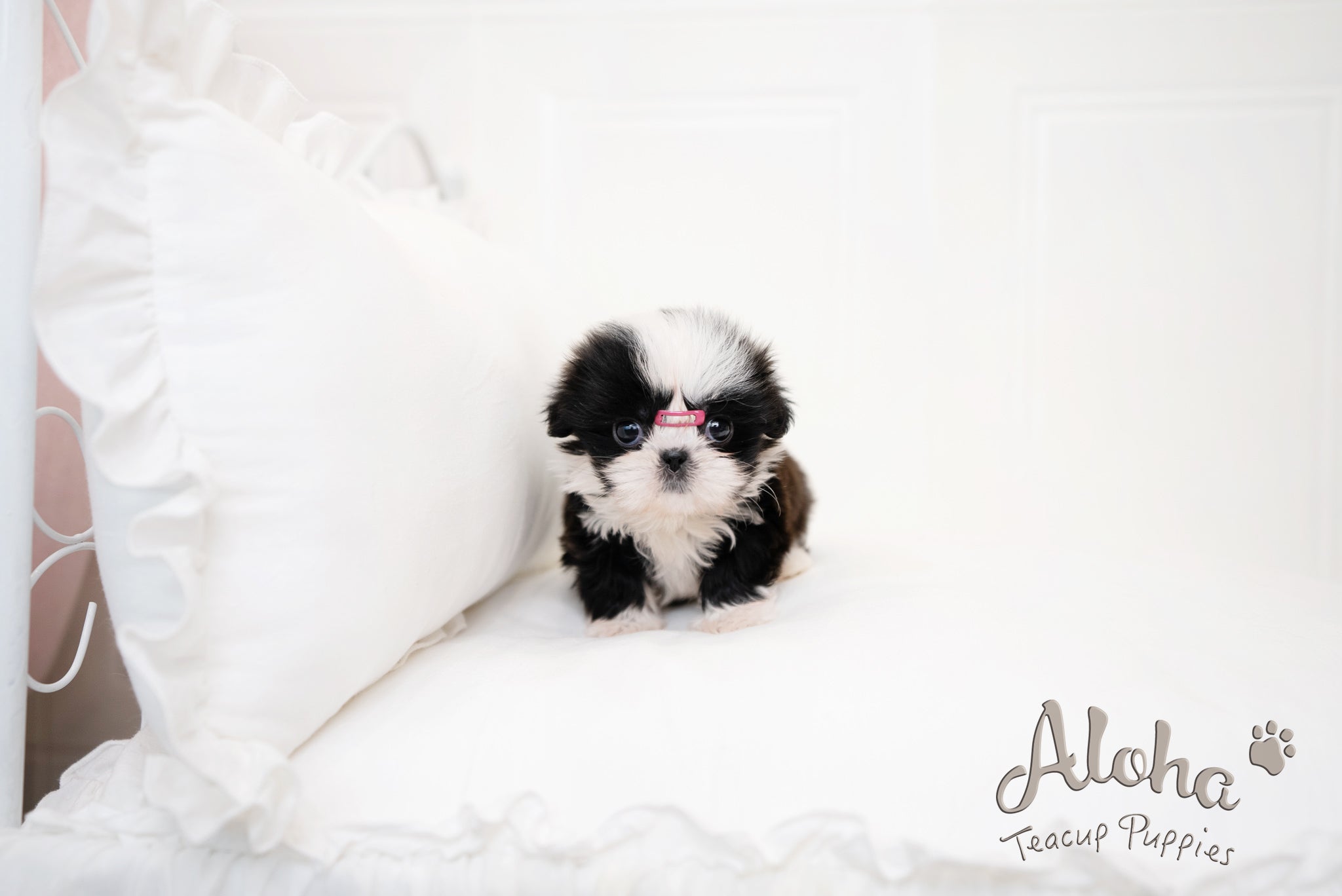 Zana [TEACUP Shihtzu]