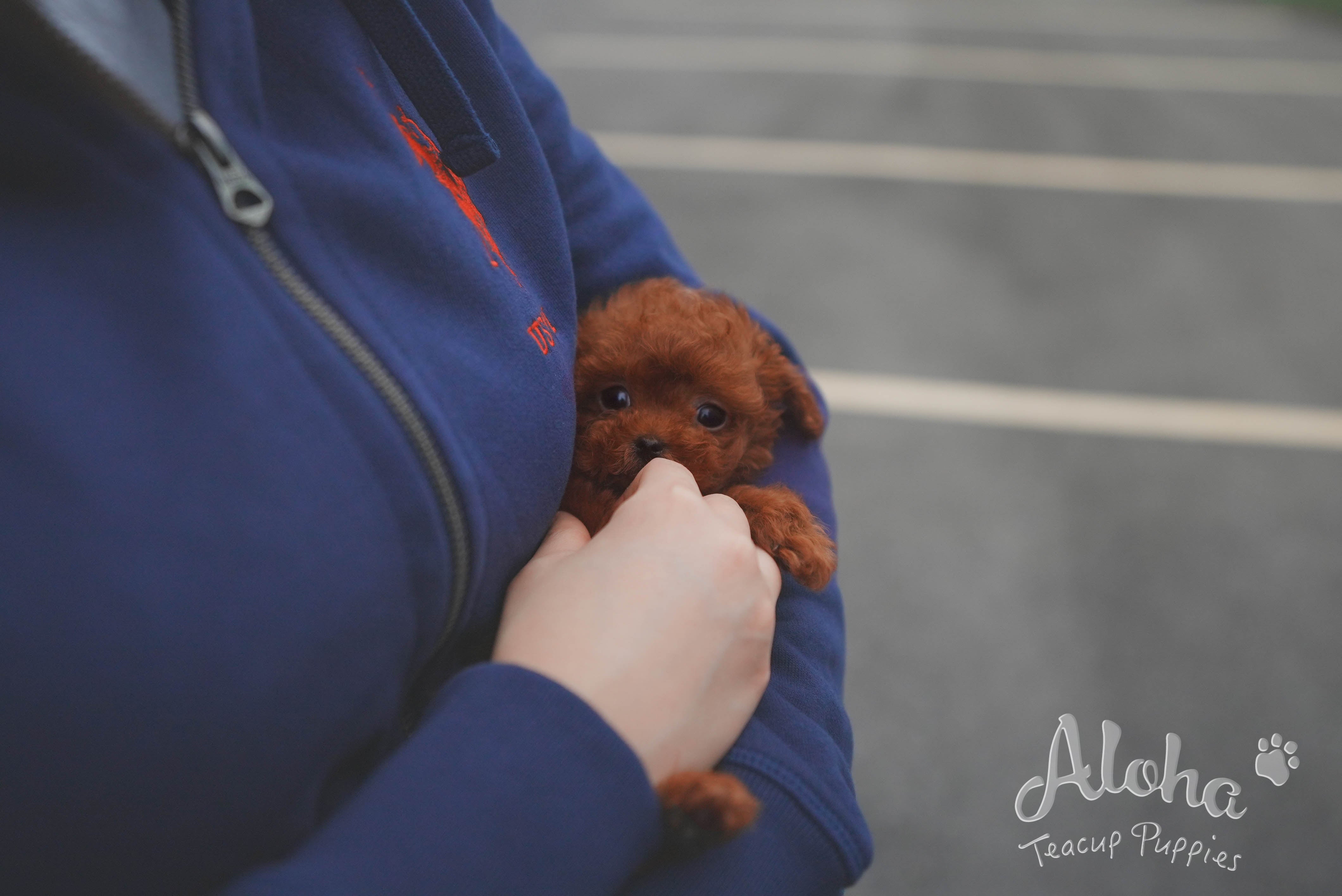 Cora [TEACUP POODLE]