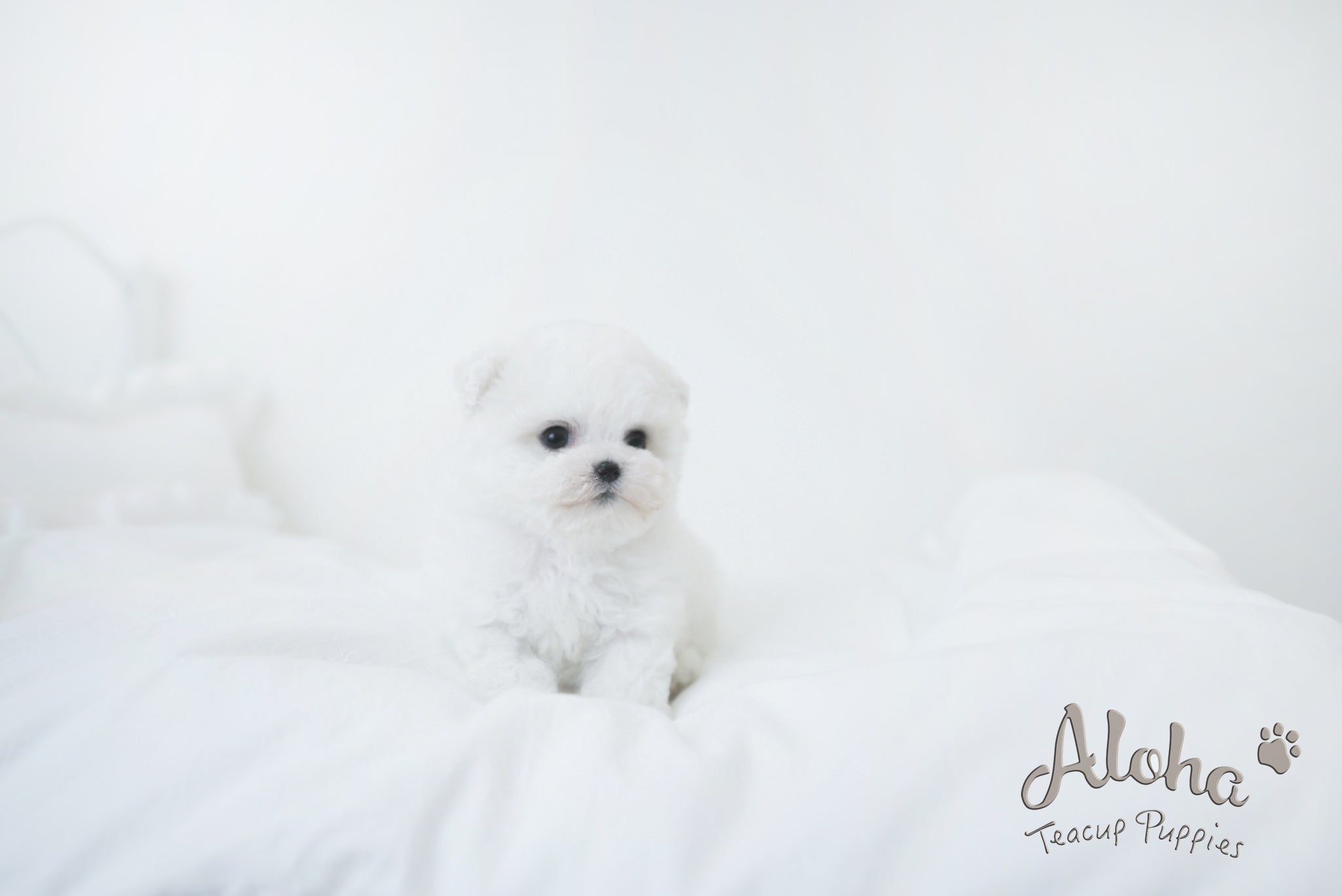 Oatmeal [TEACUP Bichon]