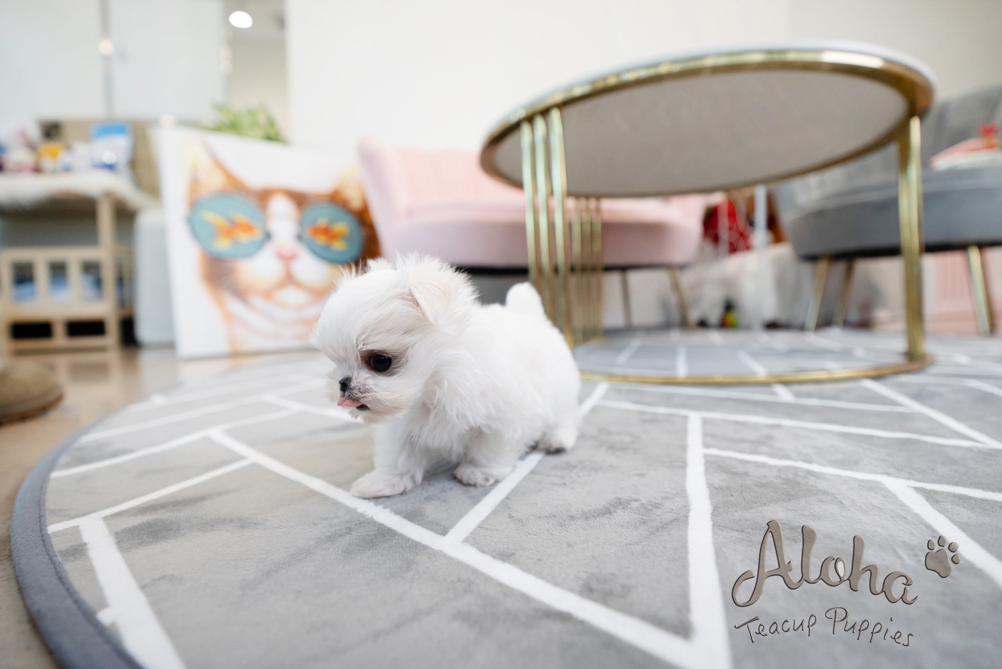 Enzo [TEACUP MALTESE]