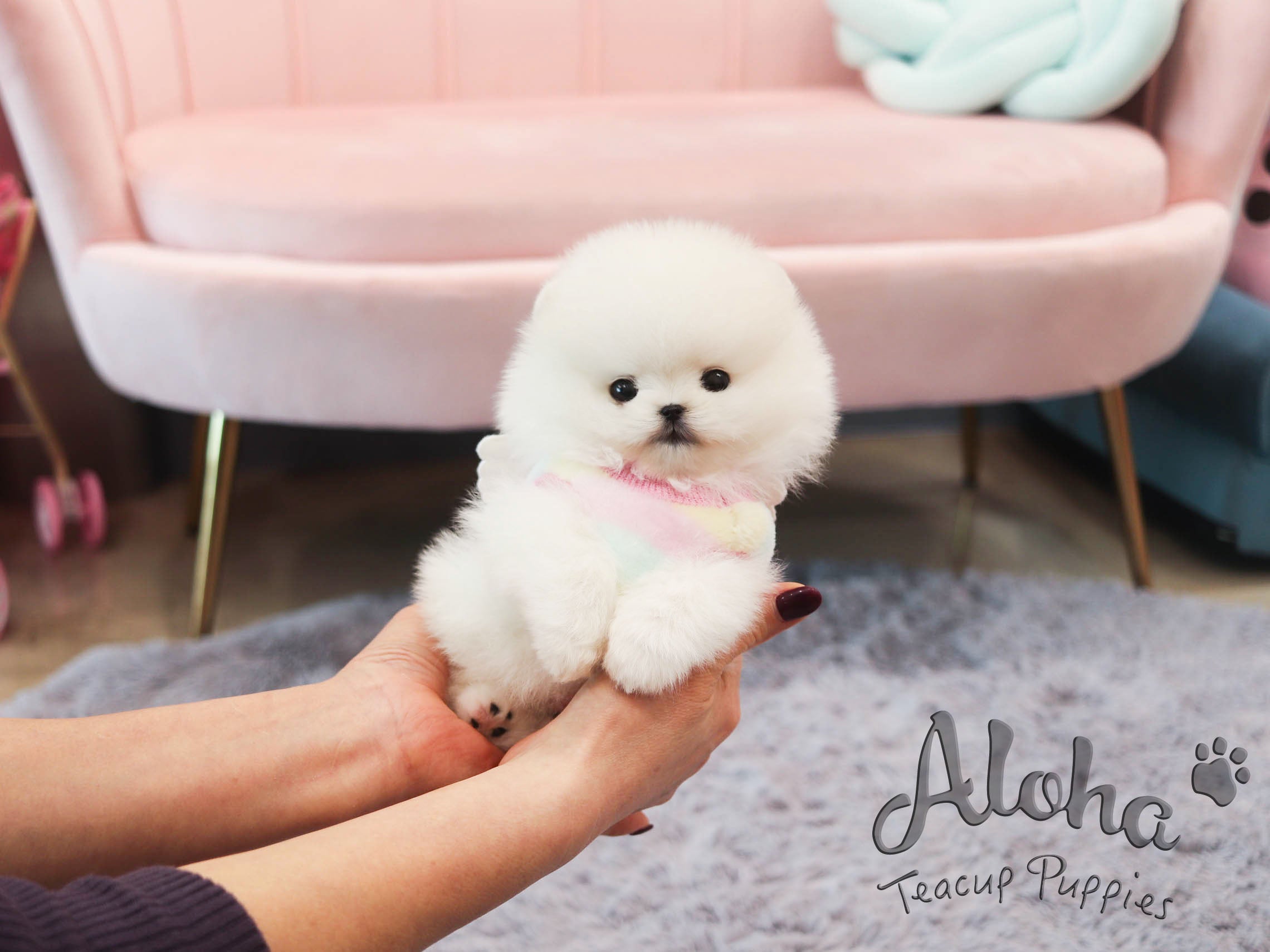 cloud [TEACUP POMERANIAN]