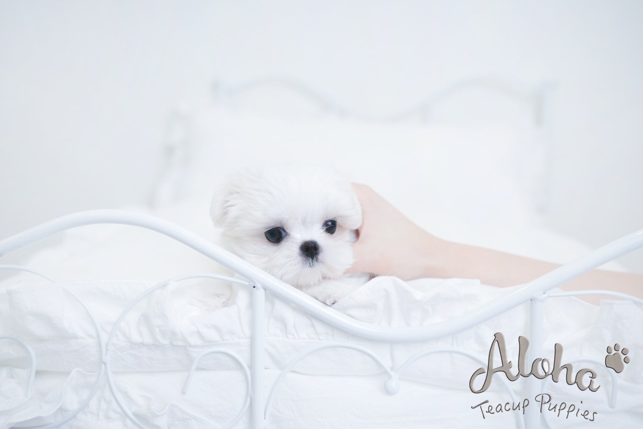 Benjamin [TEACUP MALTESE]