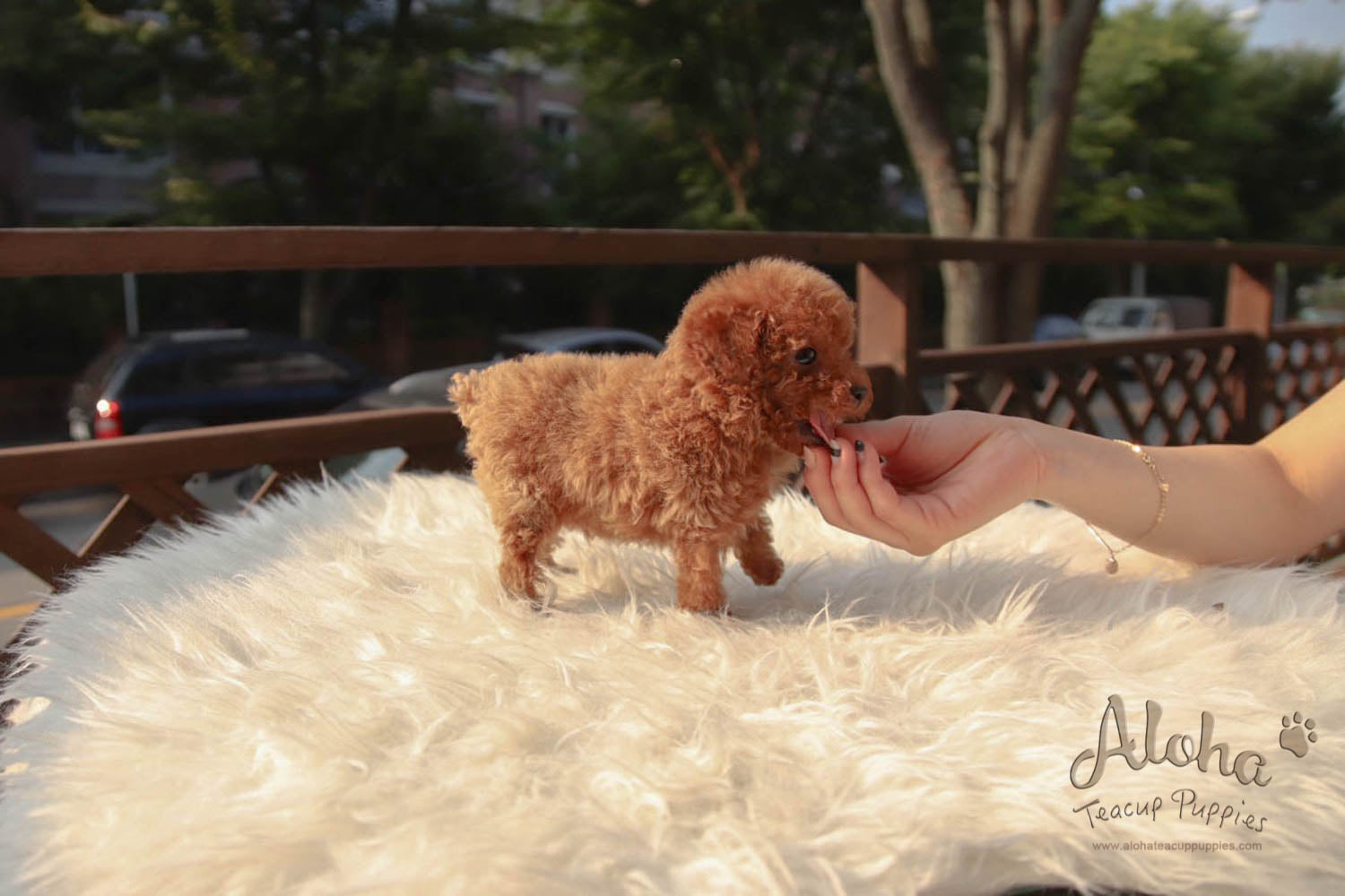 Jordan - [Poodle]