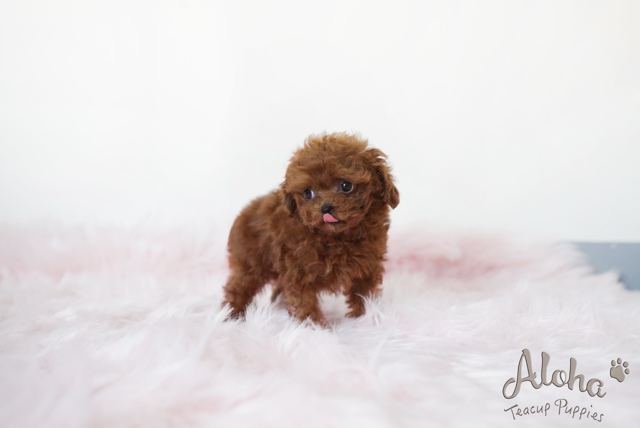 Hershey [TEACUP POODLE]