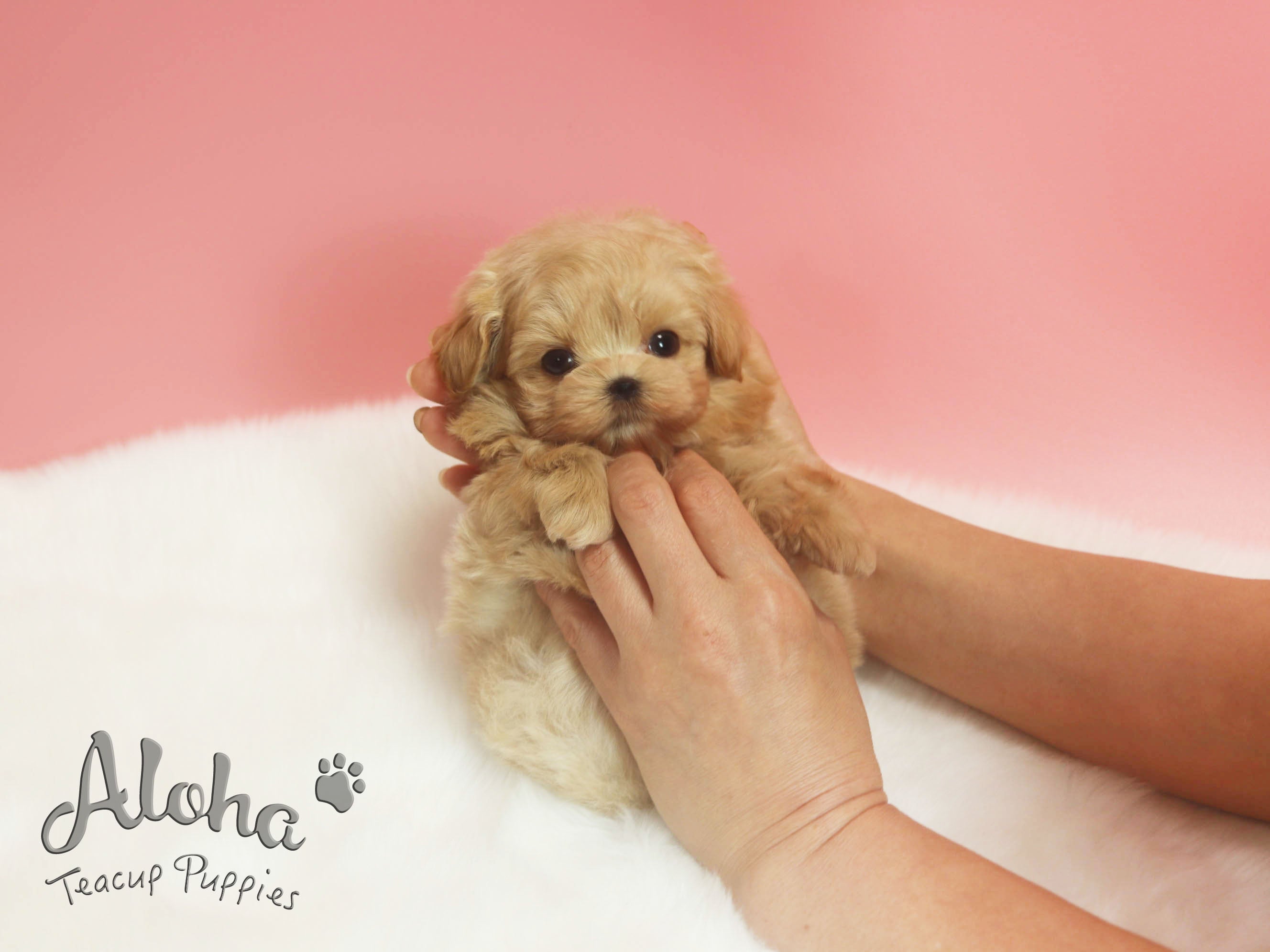 Sold to Jose, FENDI [TEACUP MALTIPOO]