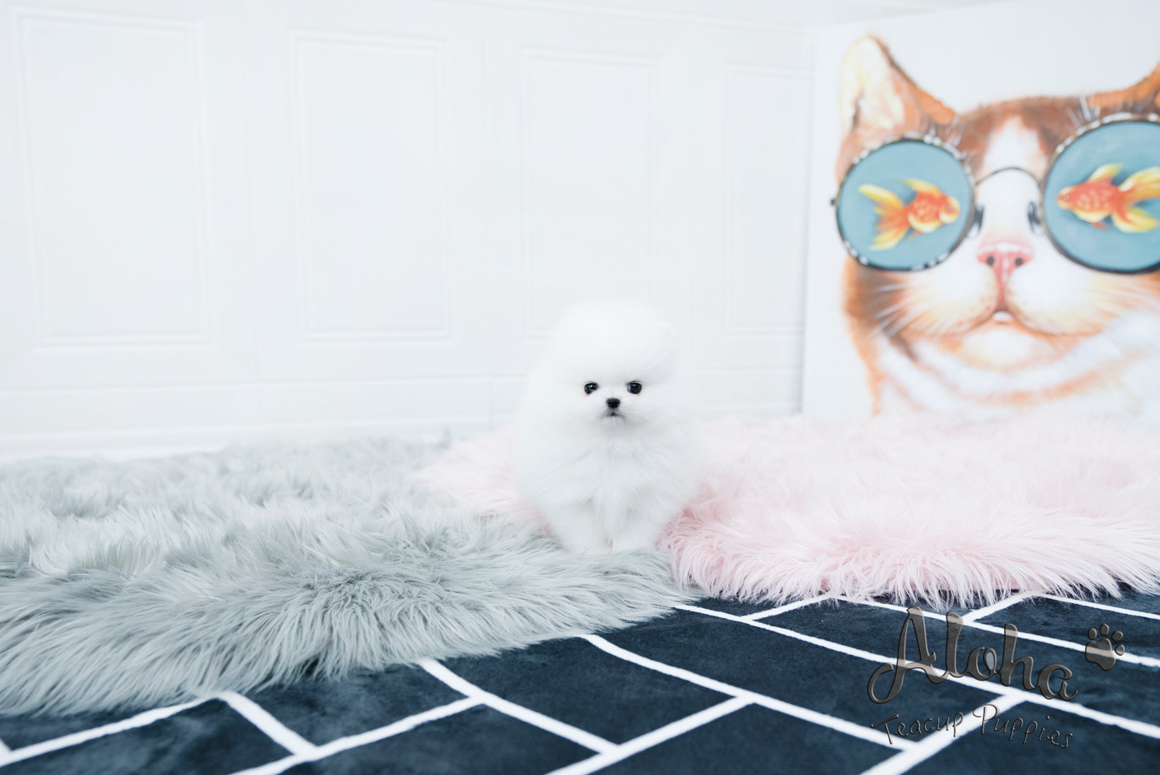 Sophia [TEACUP POMERANIAN]