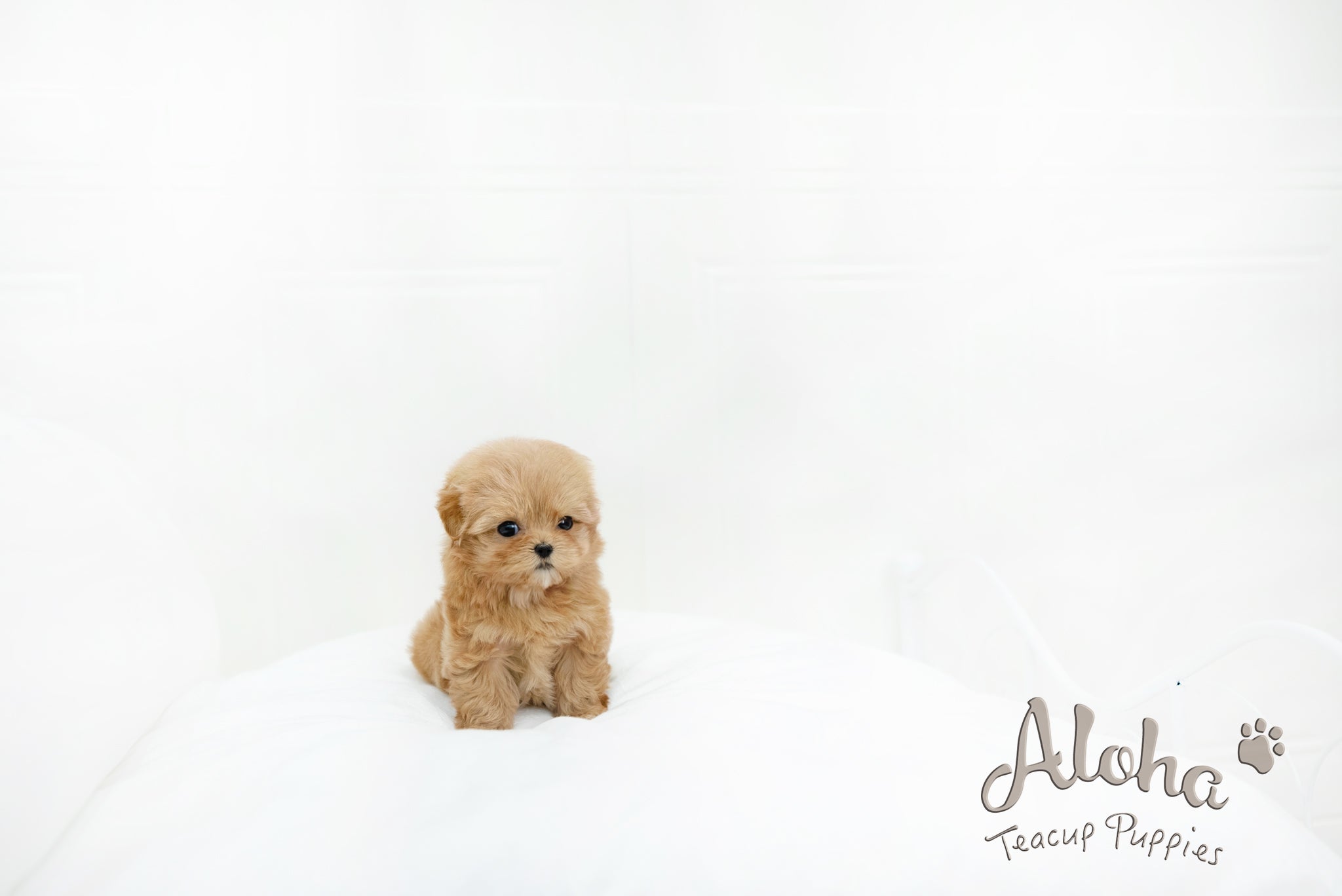 Ruby [MALTIPOO TOY]