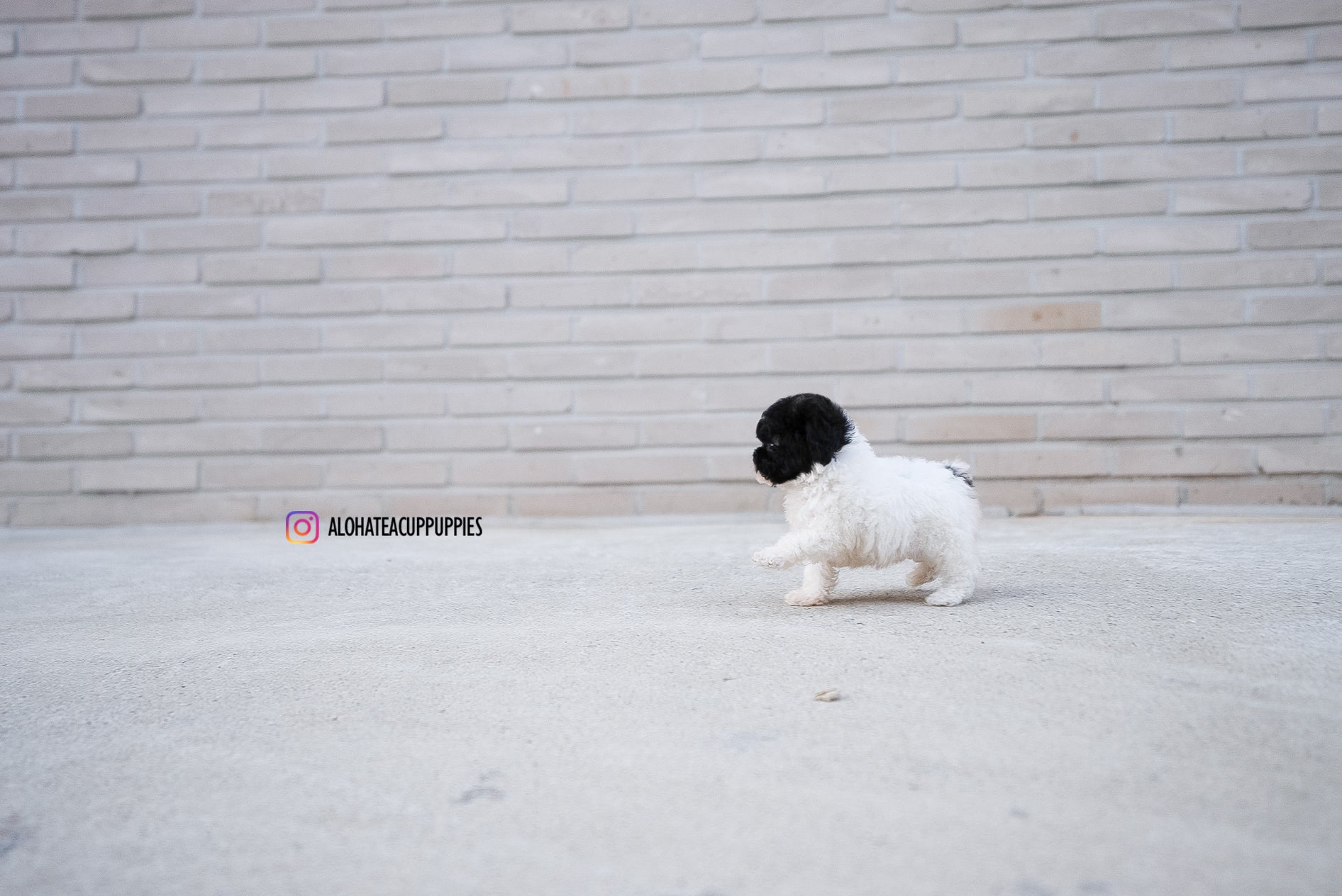Rory [TEACUP POODLE]